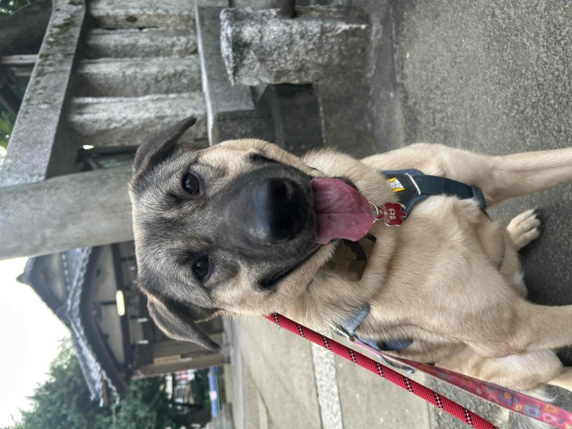 pet-image-7