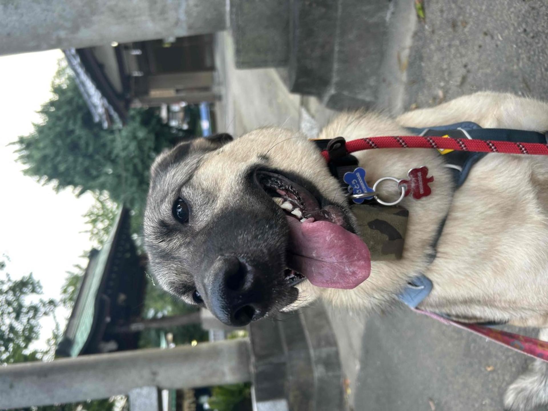 pet-image-8