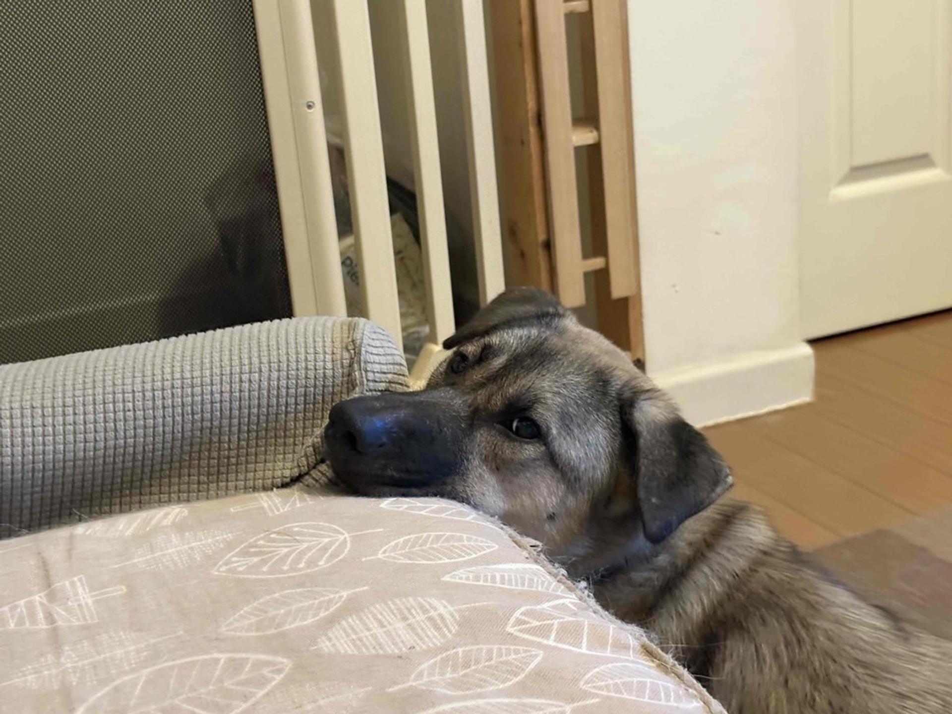 pet-image-9