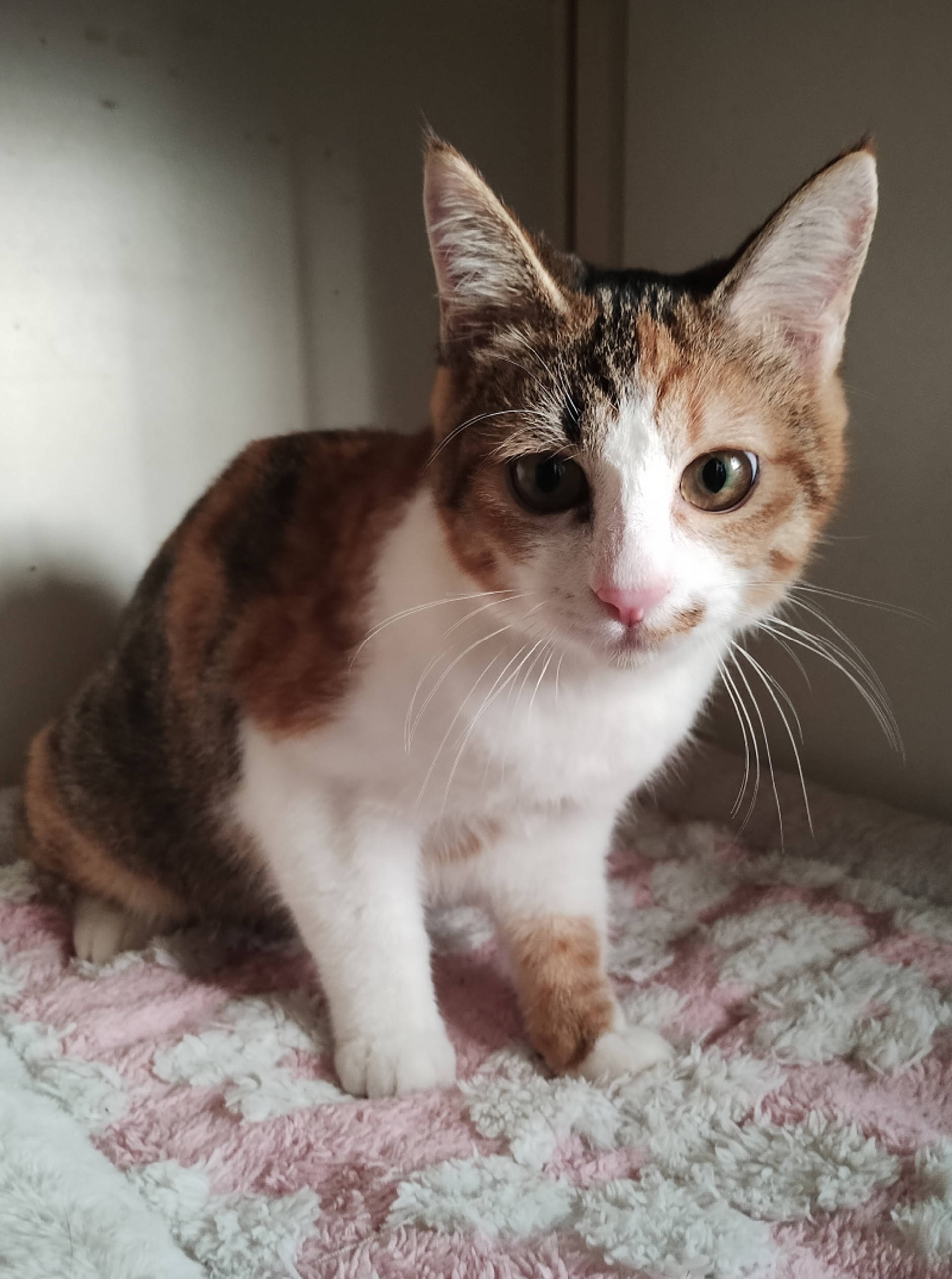 雑種（ミックス猫）・メスの里親募集の写真