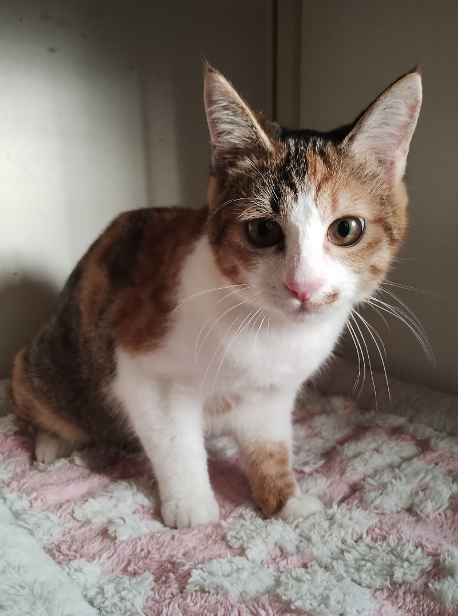 雑種（ミックス猫）・メスの里親募集の写真