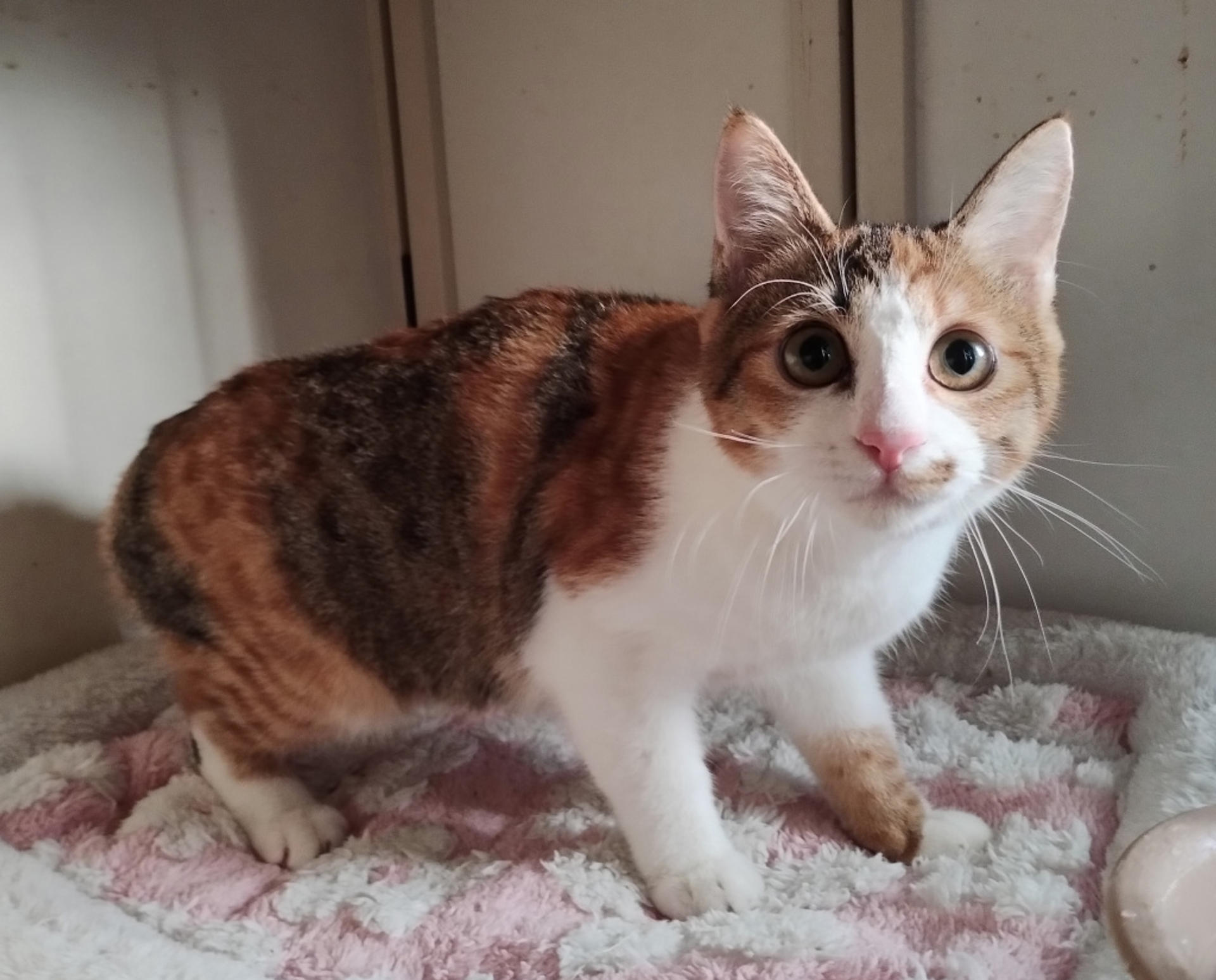 pet-image-2