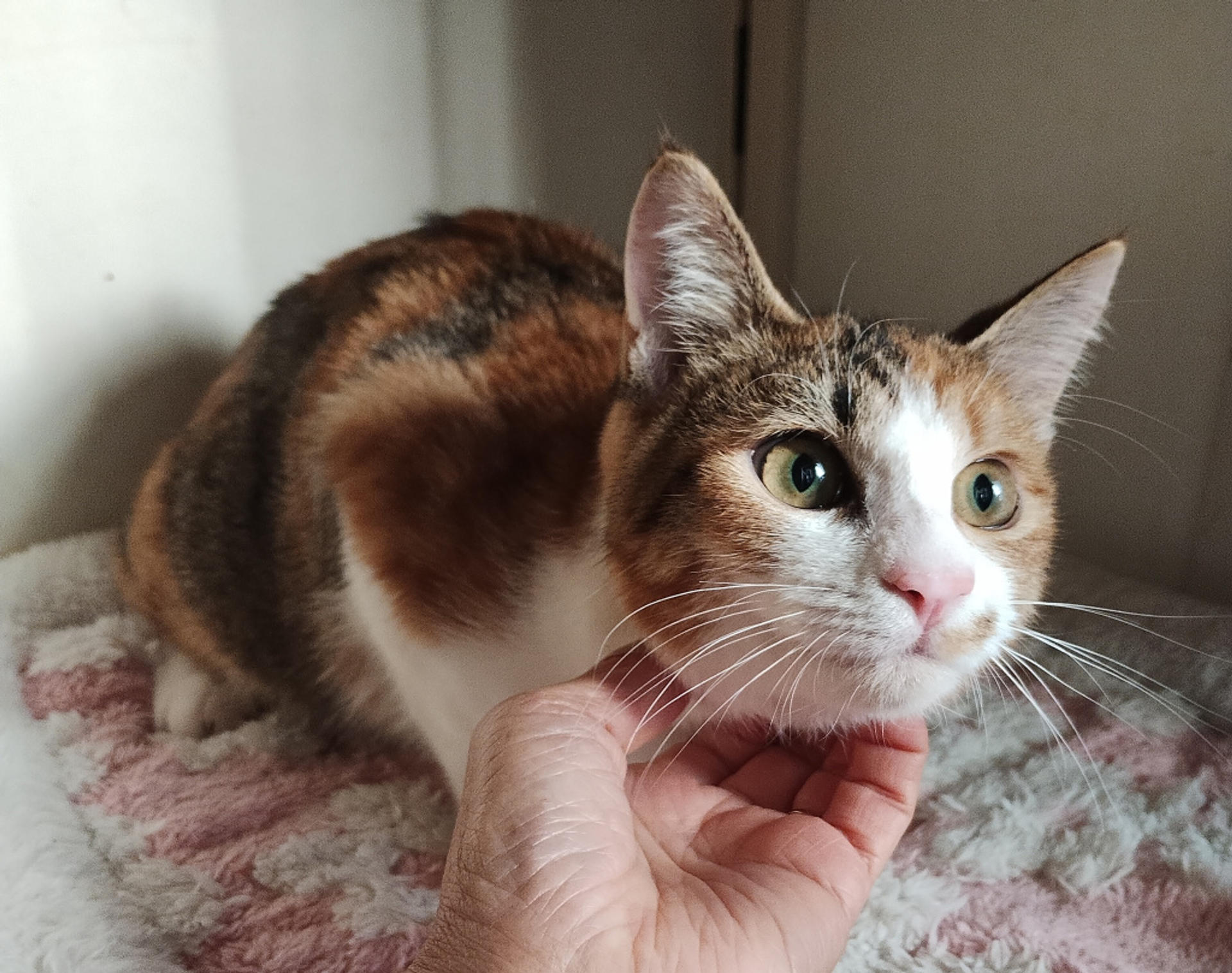 pet-image-3