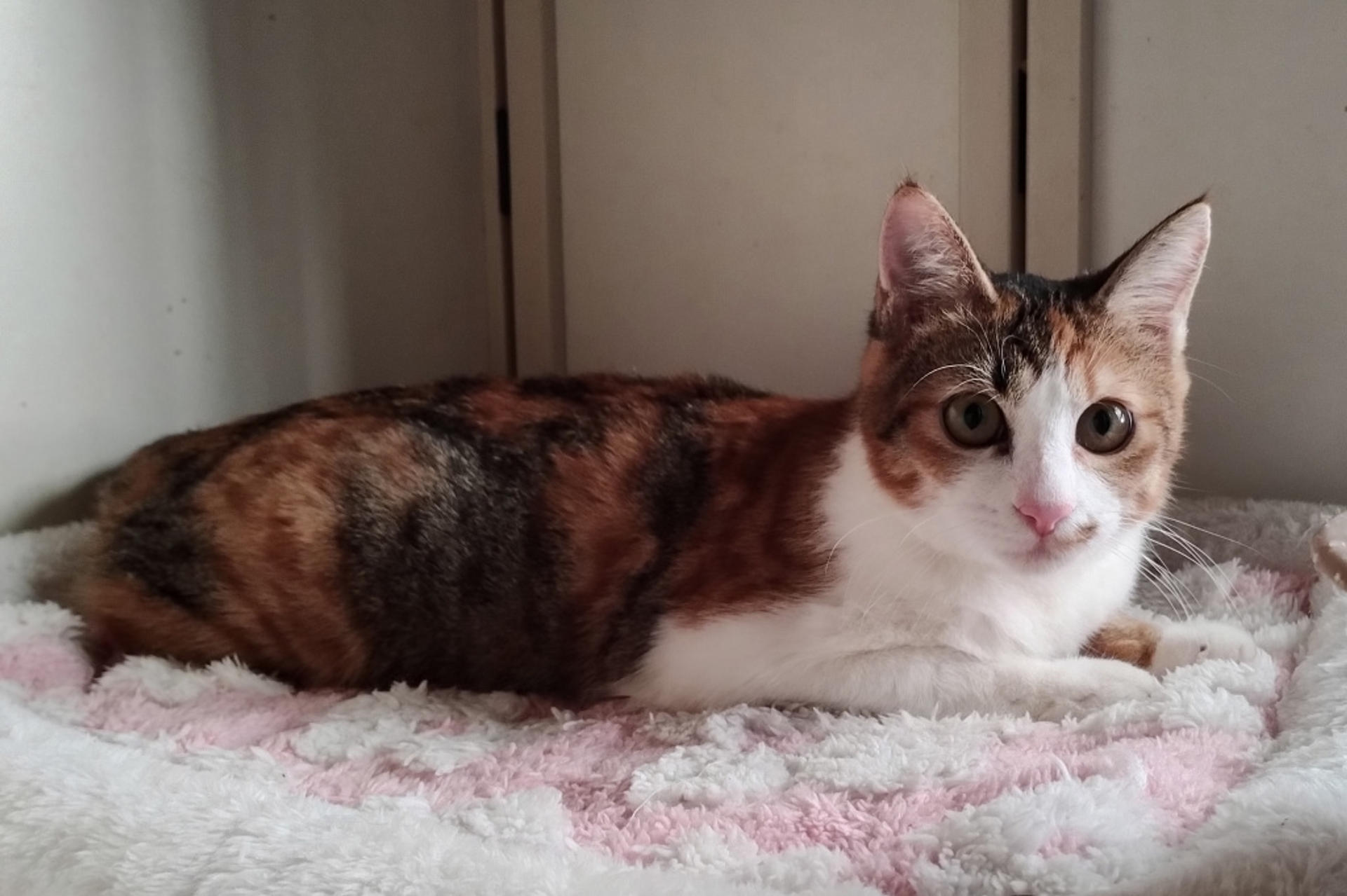 pet-image-4