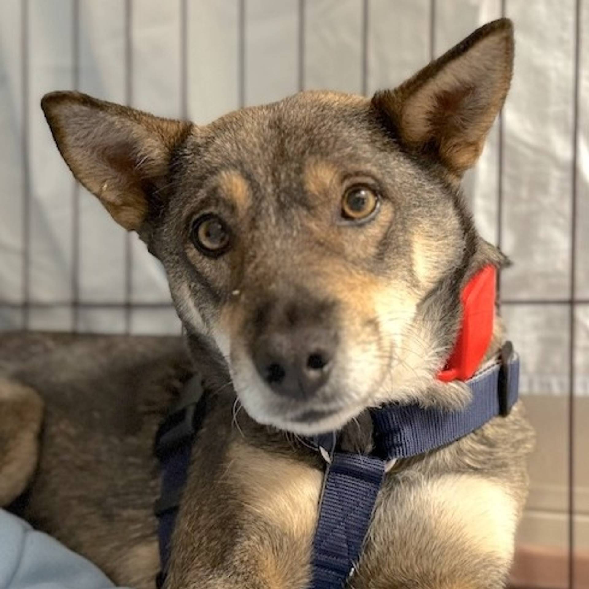 雑種（ミックス犬）・メスの里親募集の写真