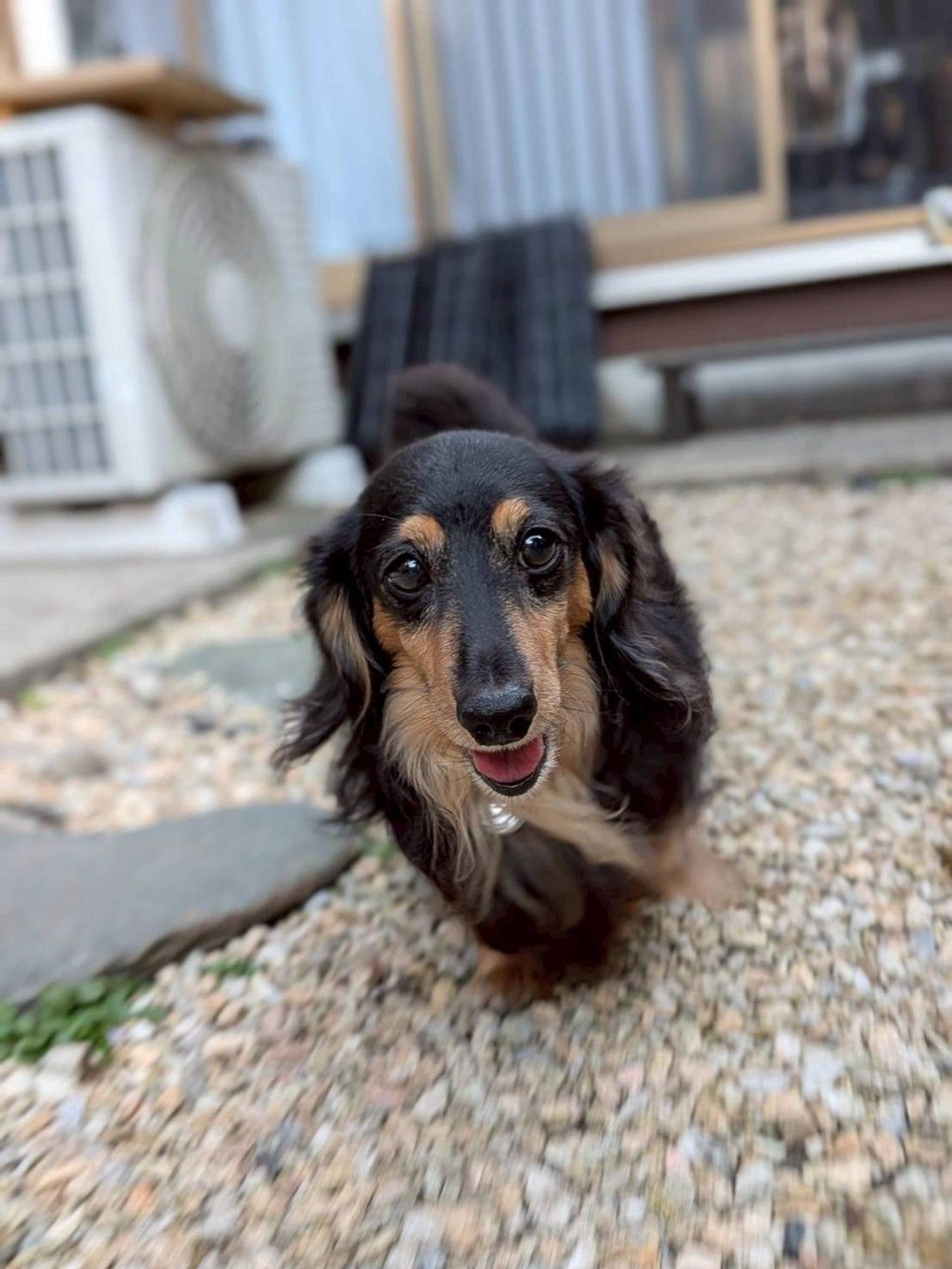 pet-image-3