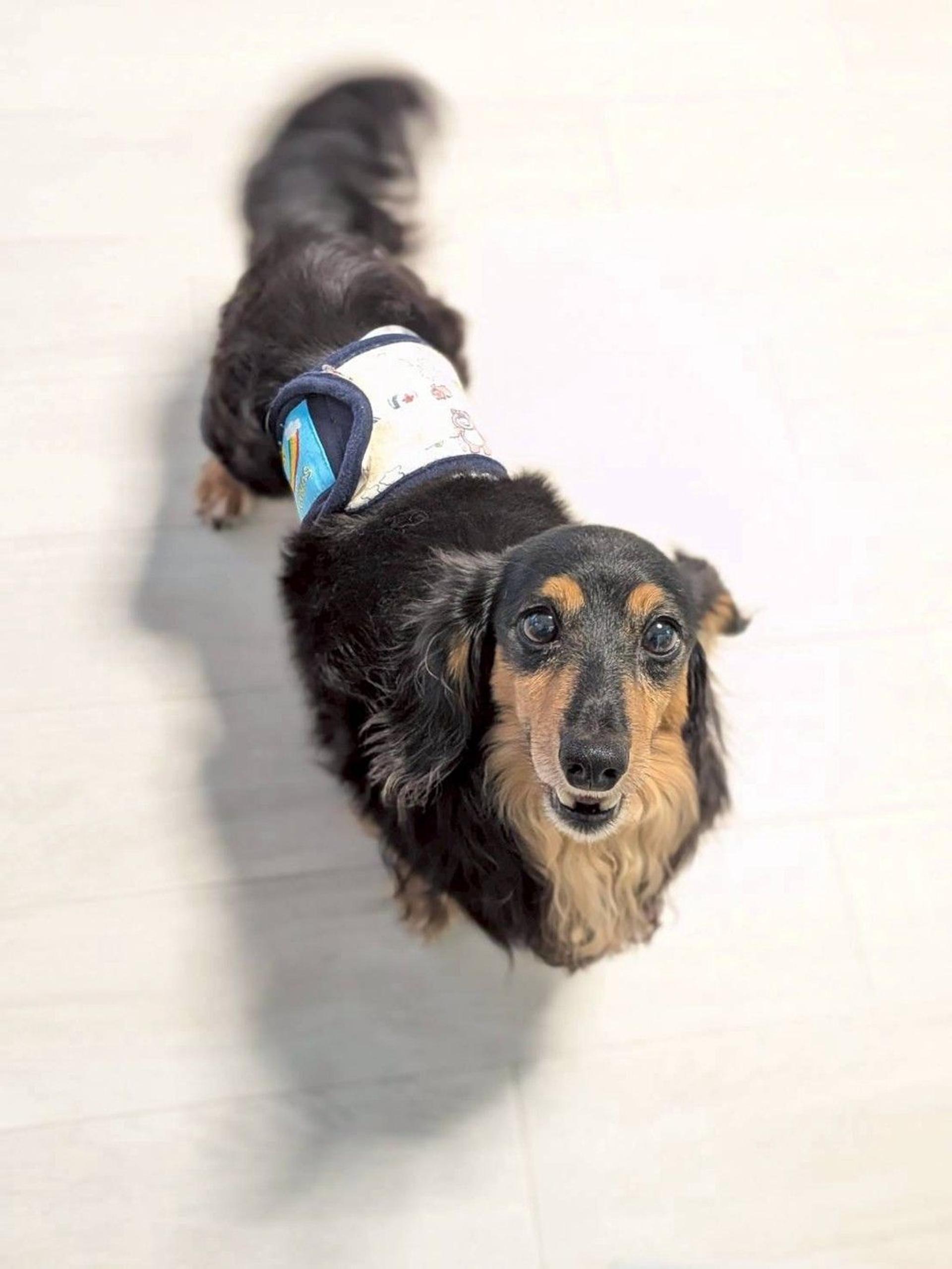 pet-image-5
