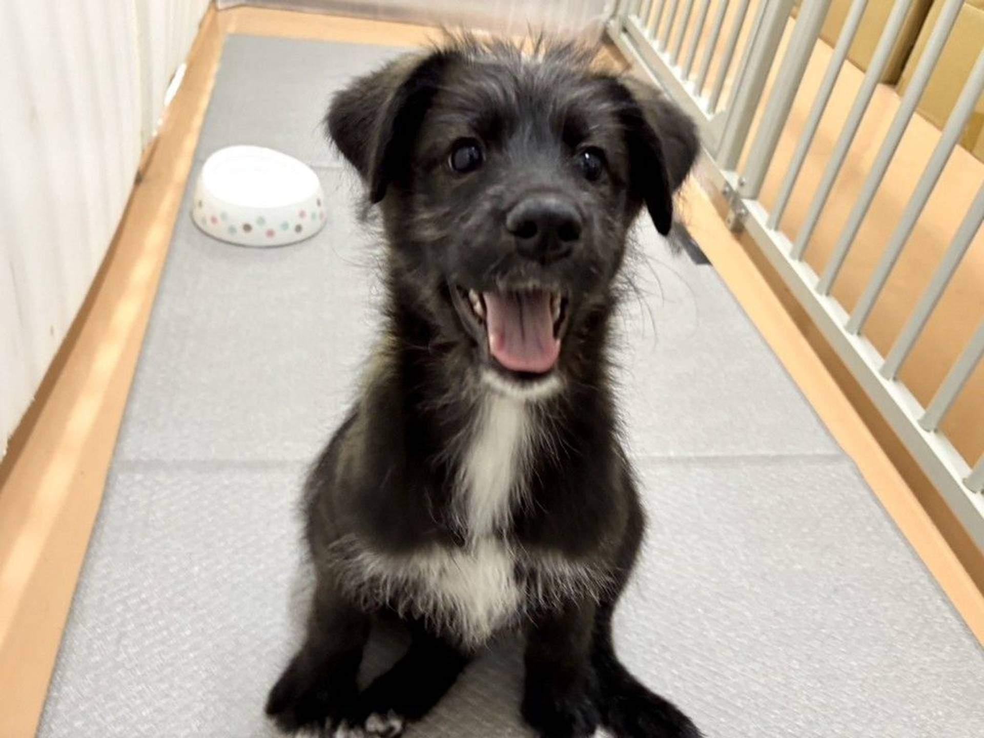 雑種（ミックス犬）・メスの里親募集の写真