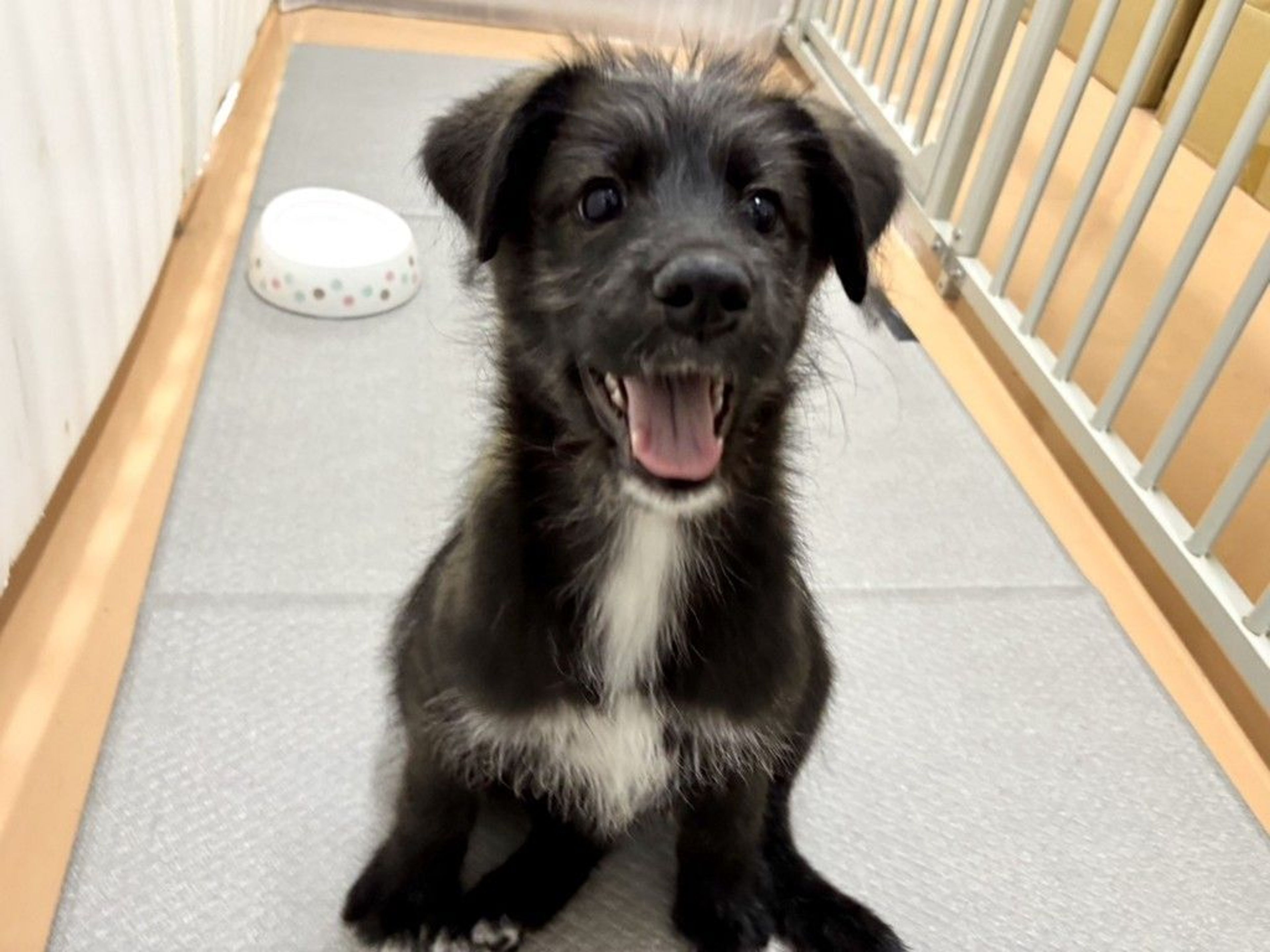 雑種（ミックス犬）・メスの里親募集の写真