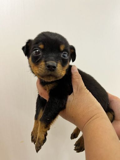 ペパーミントパティ