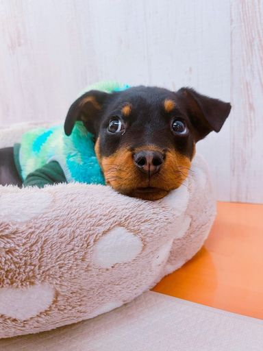 ペパーミントパティ