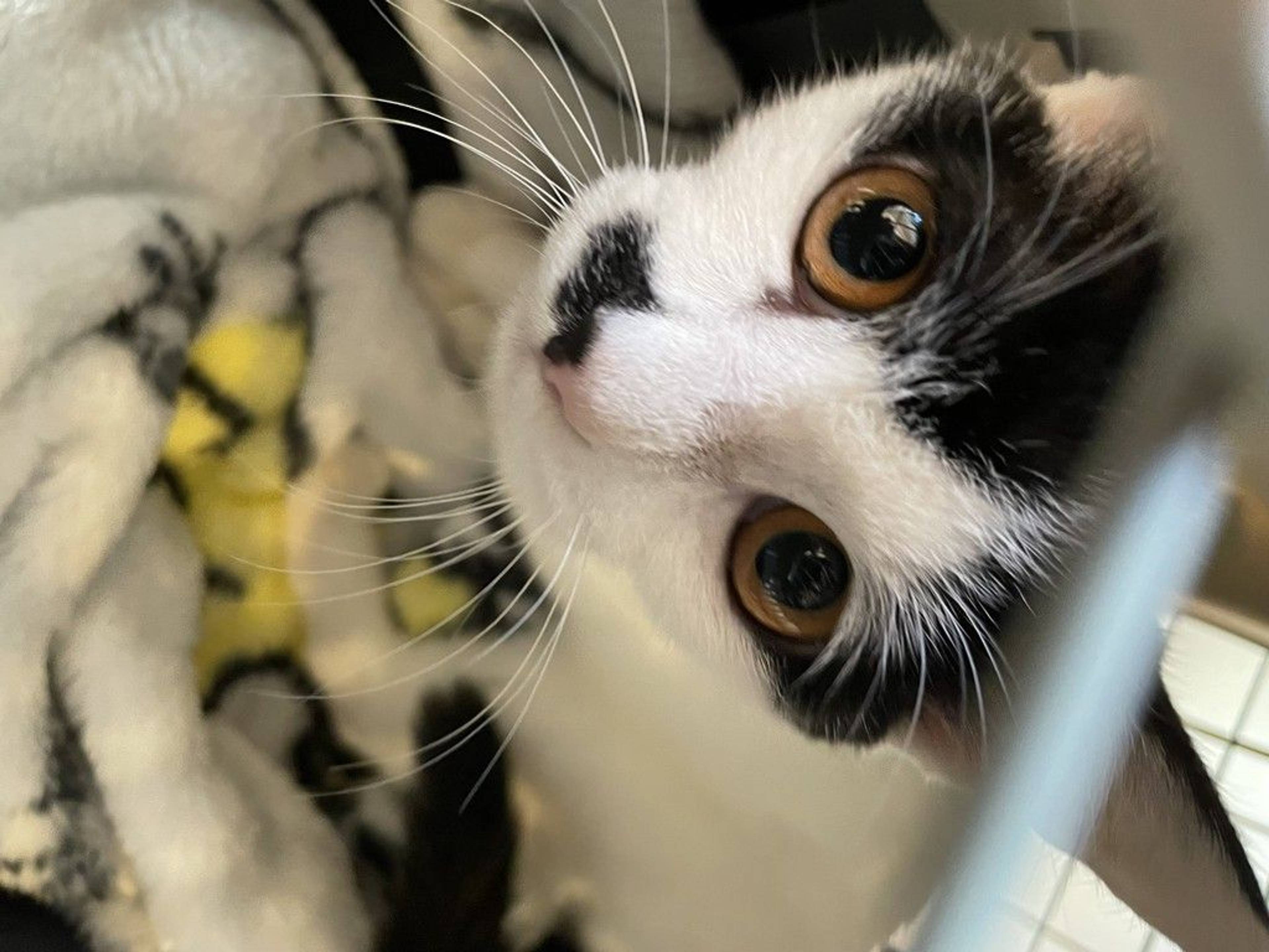 雑種（ミックス猫）・メスの里親募集の写真