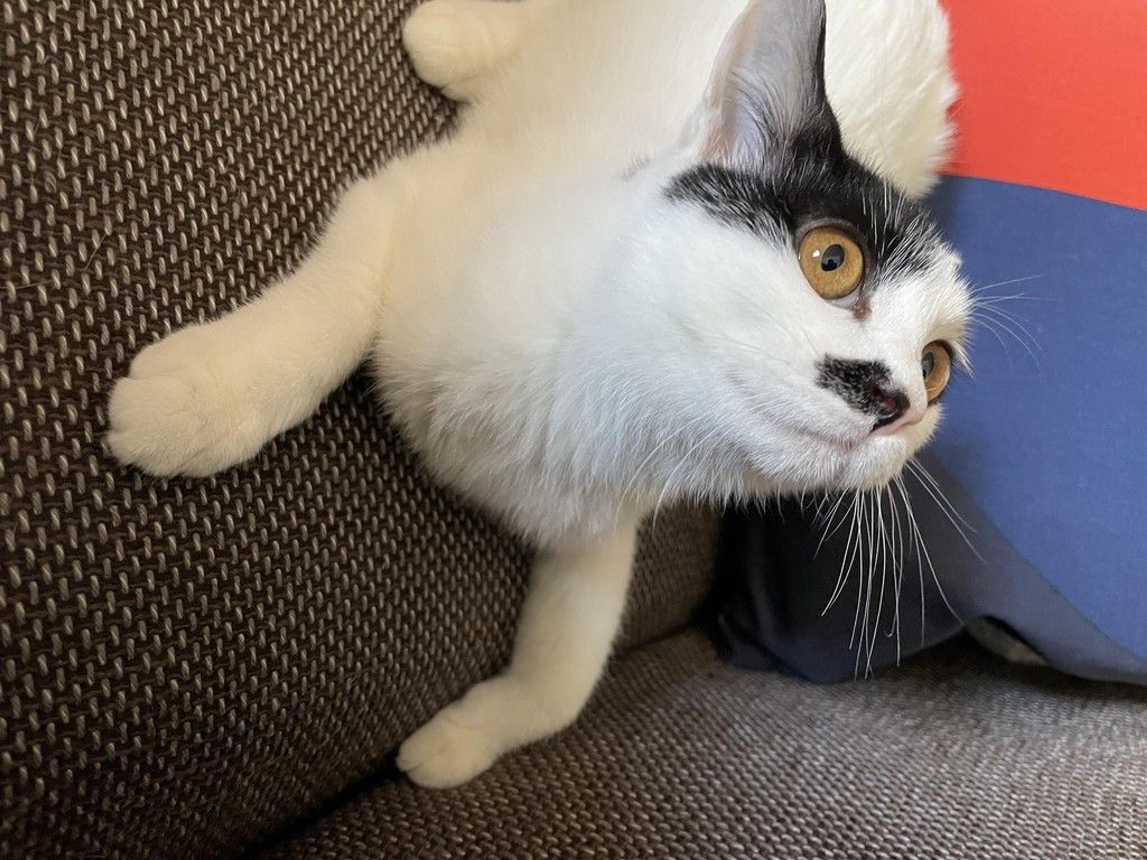 pet-image-2