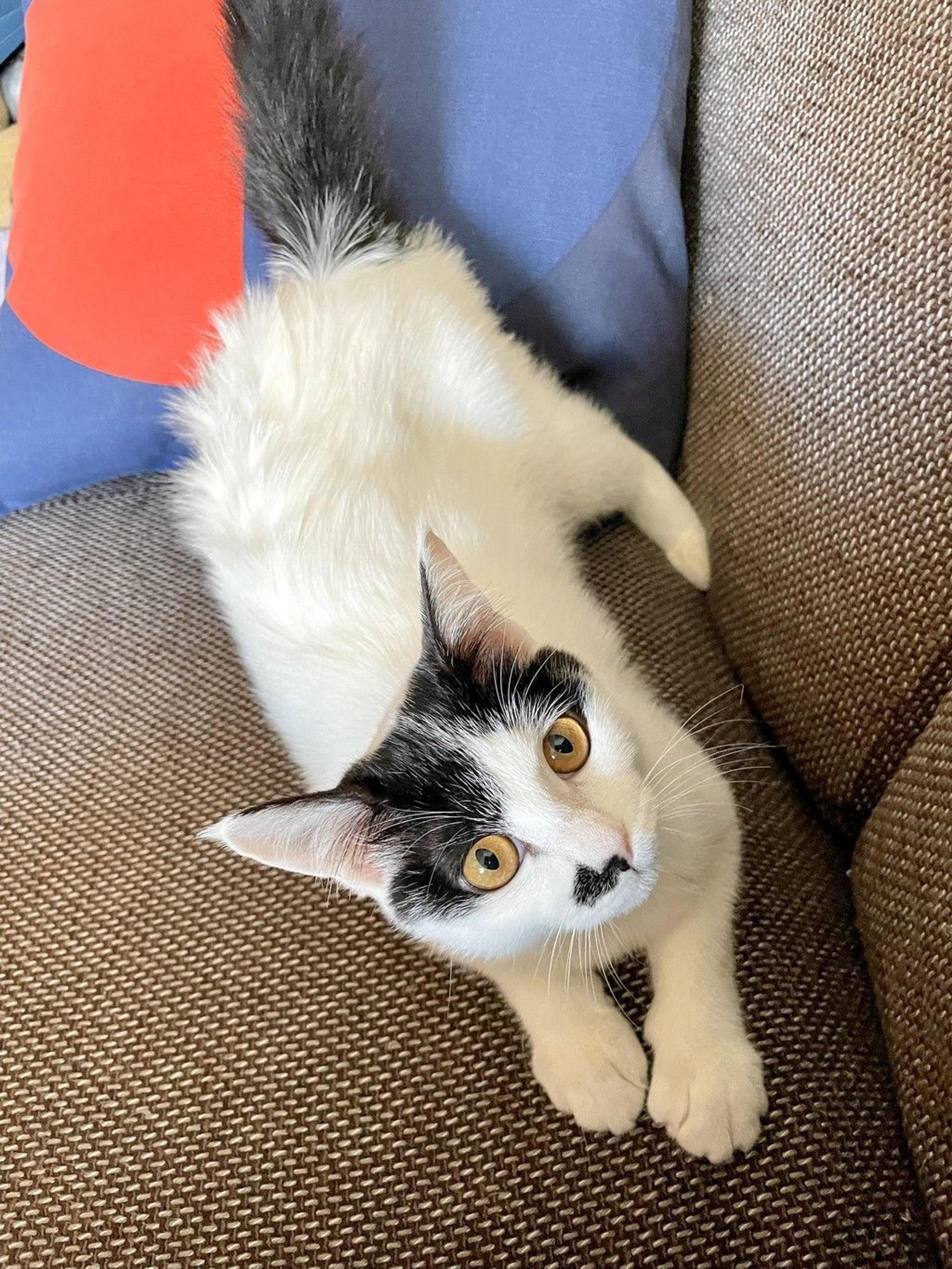pet-image-3