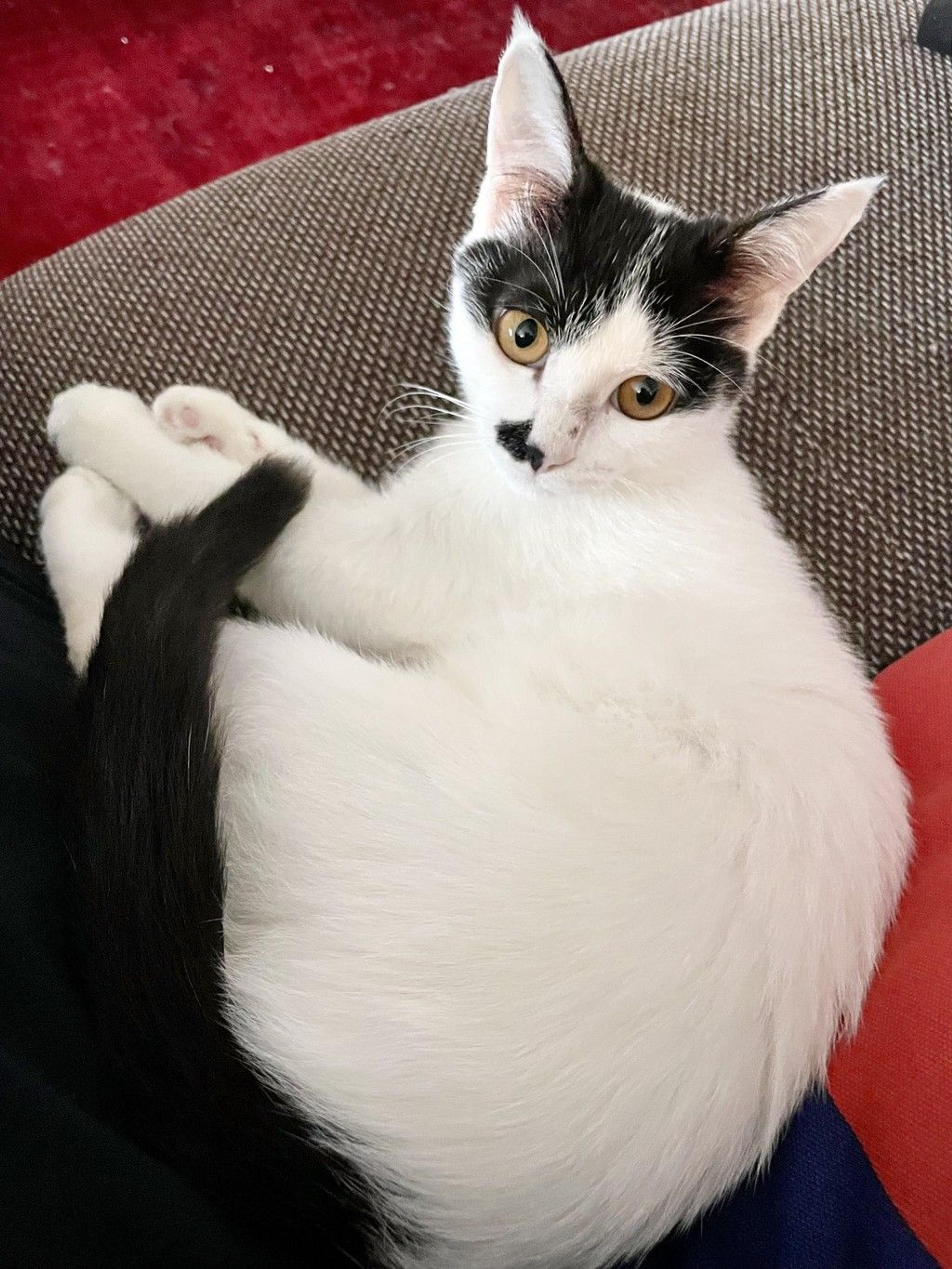 pet-image-5