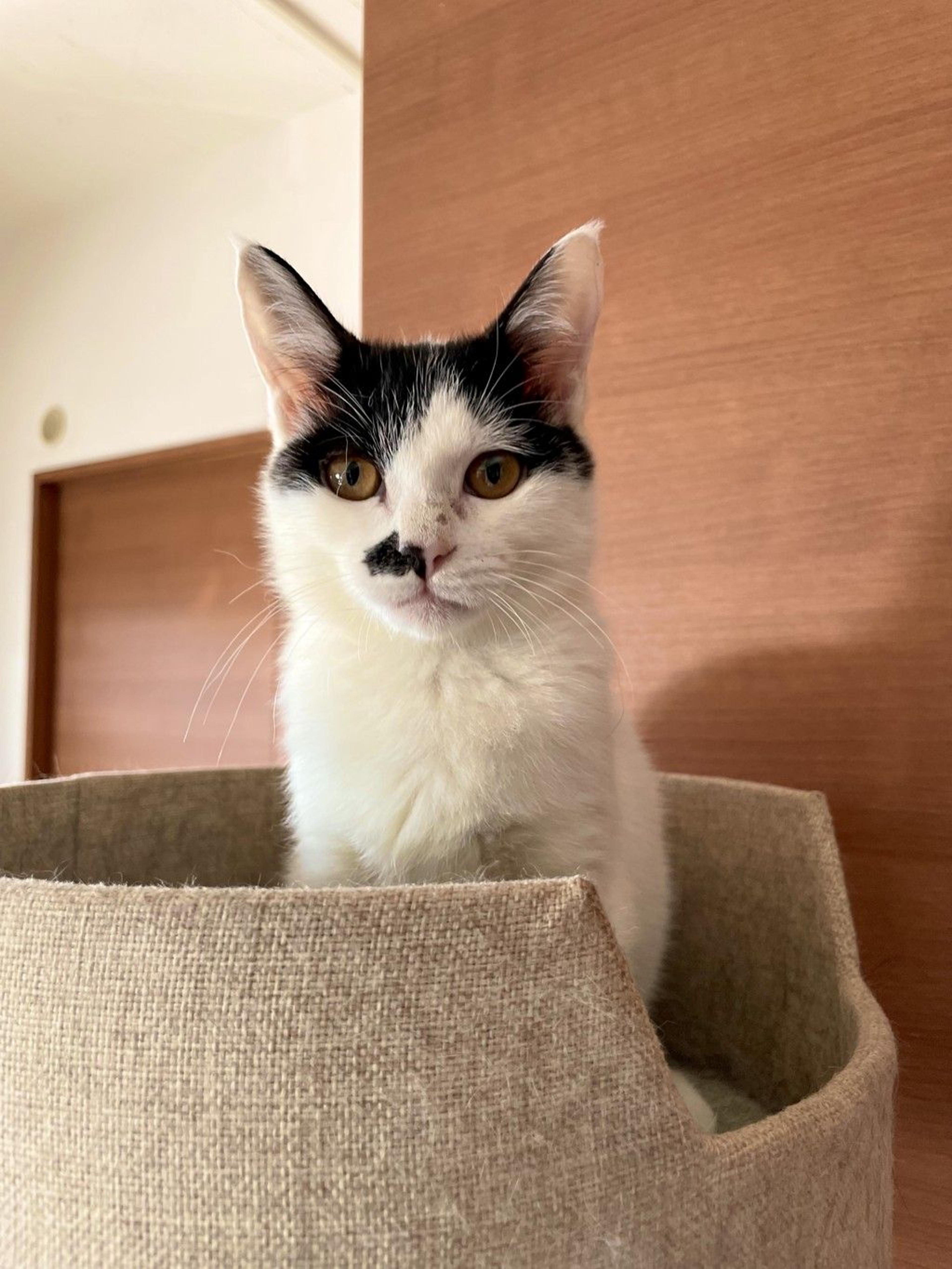 pet-image-6