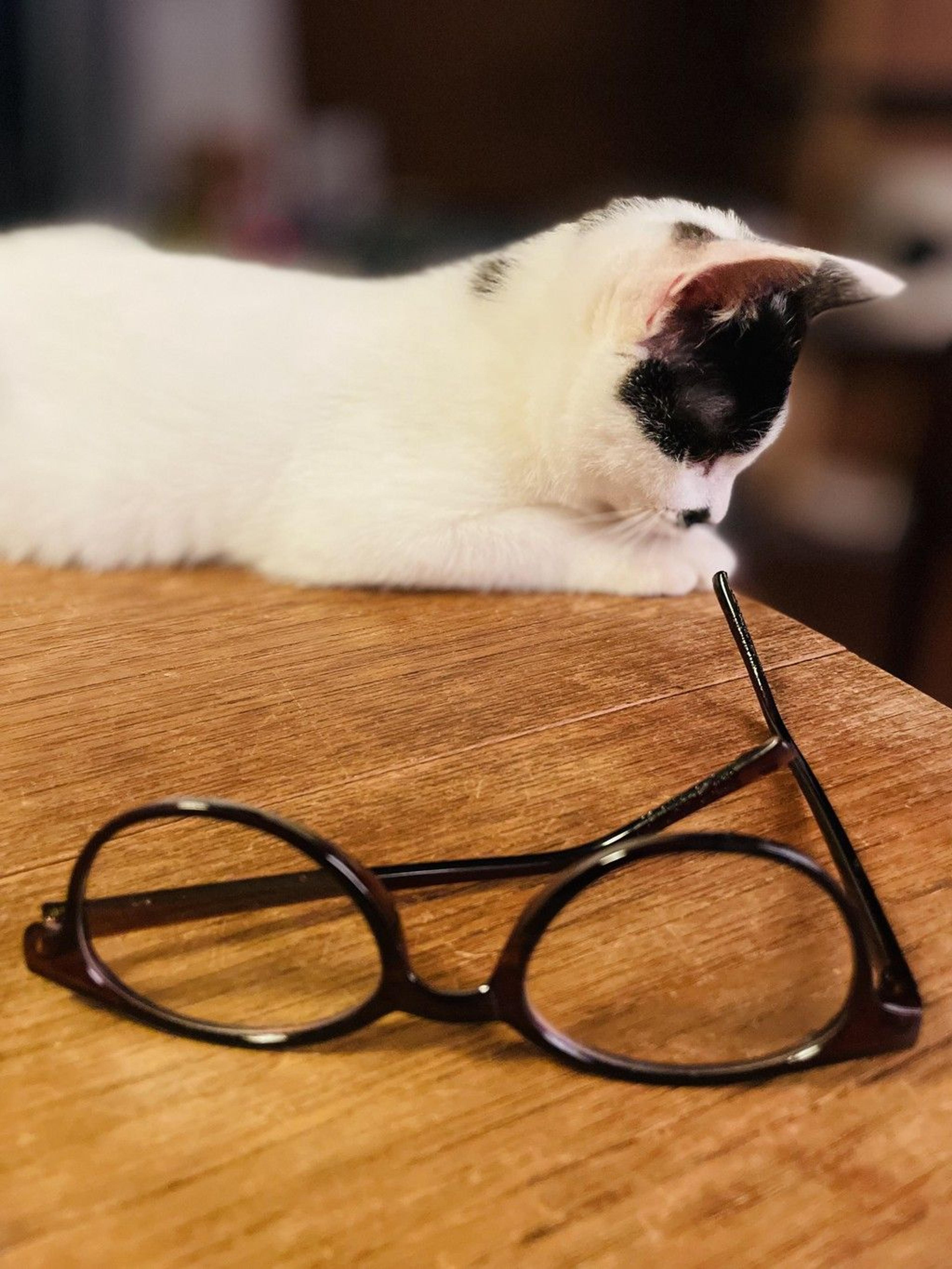 pet-image-7