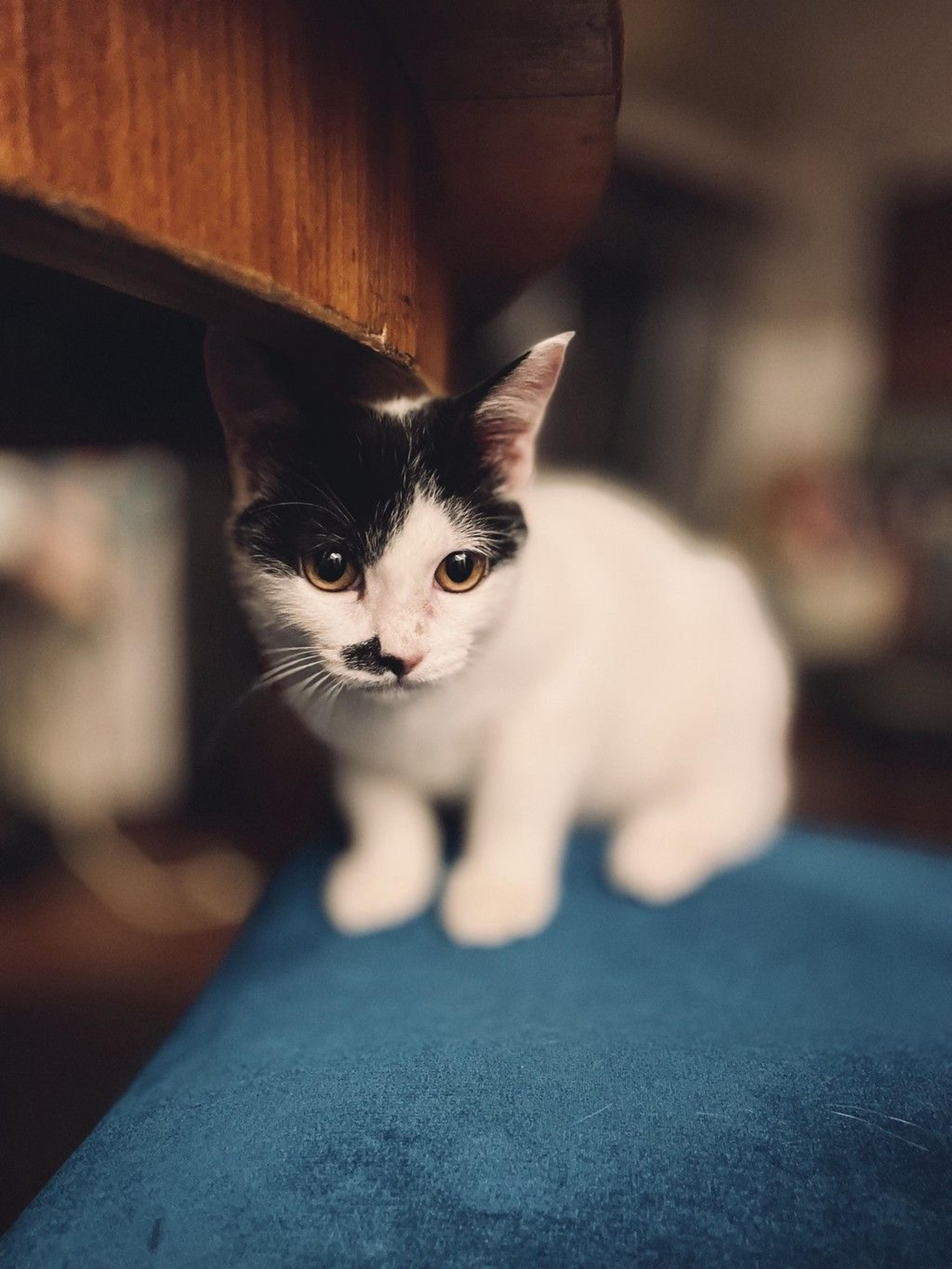 pet-image-8