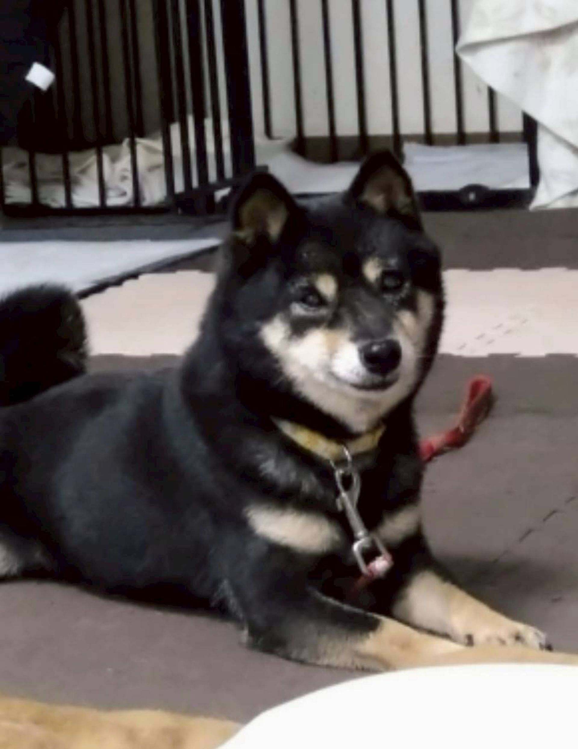 柴犬・メスの里親募集の写真