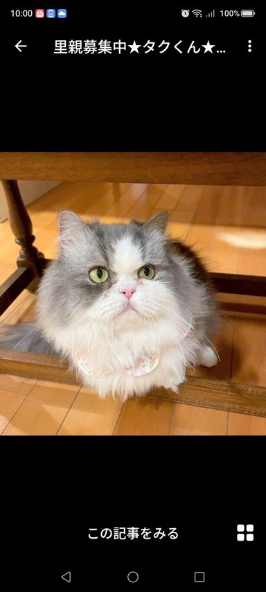 雑種（ミックス猫）・オスの里親募集の写真