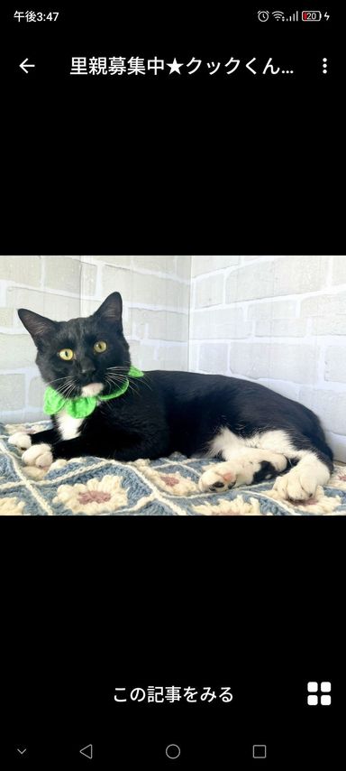 雑種（ミックス猫）・オスの里親募集の写真