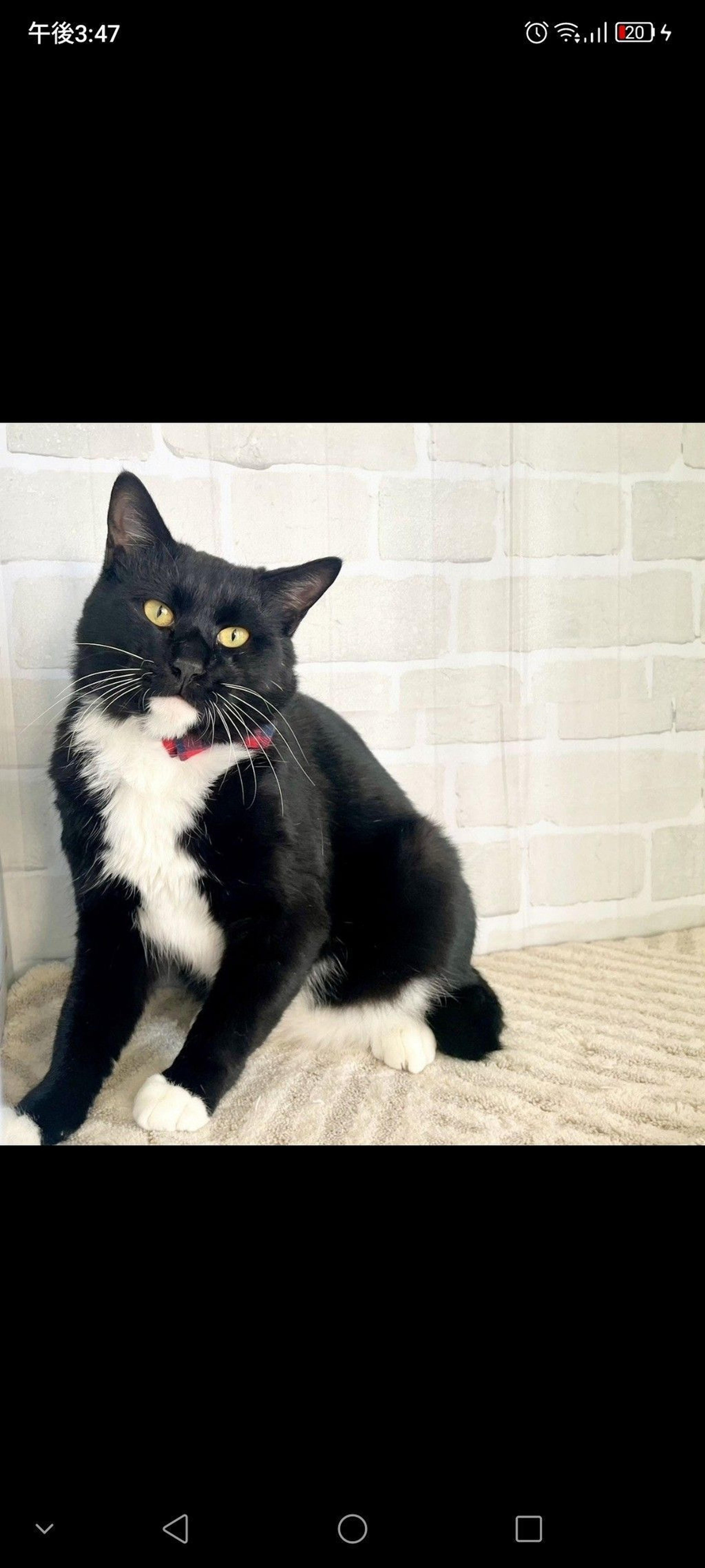 pet-image-2