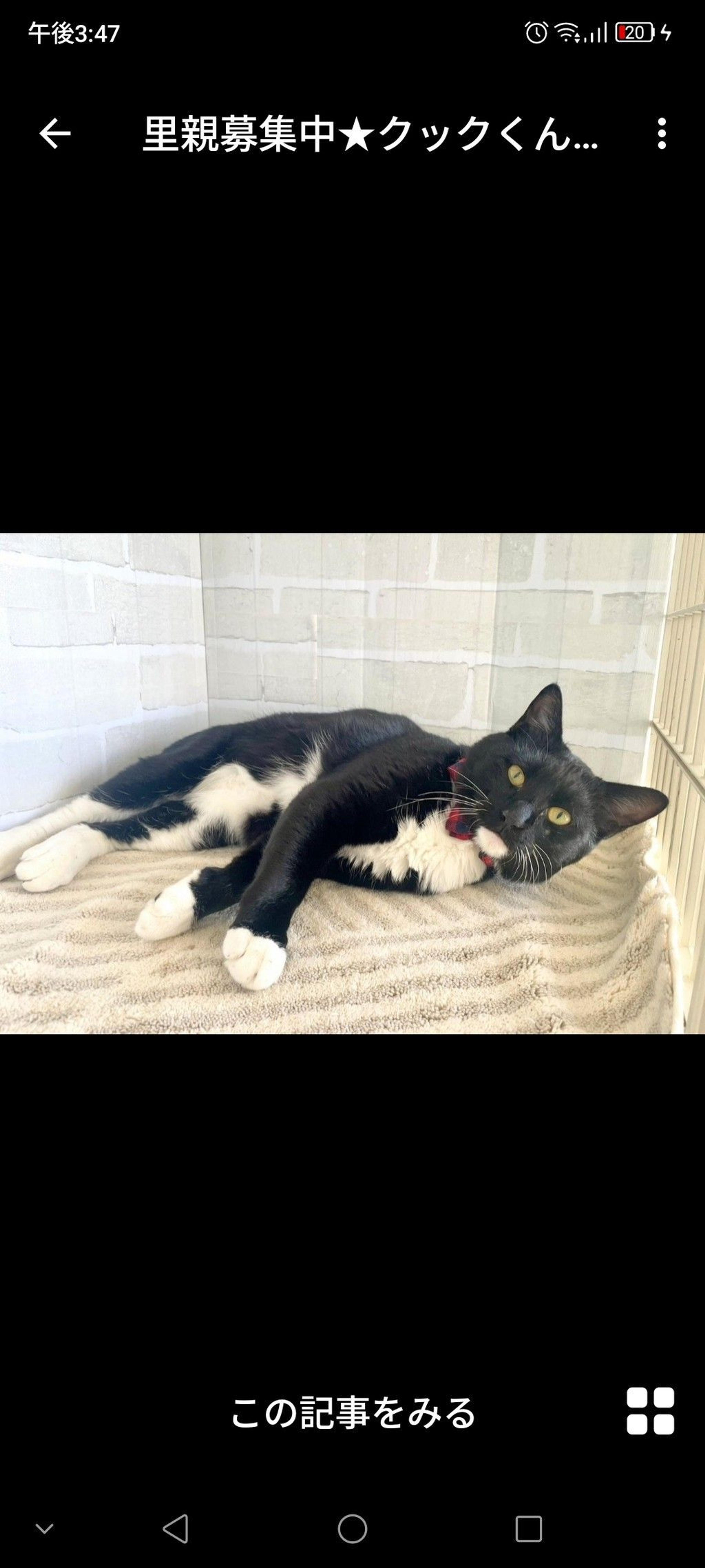 pet-image-3