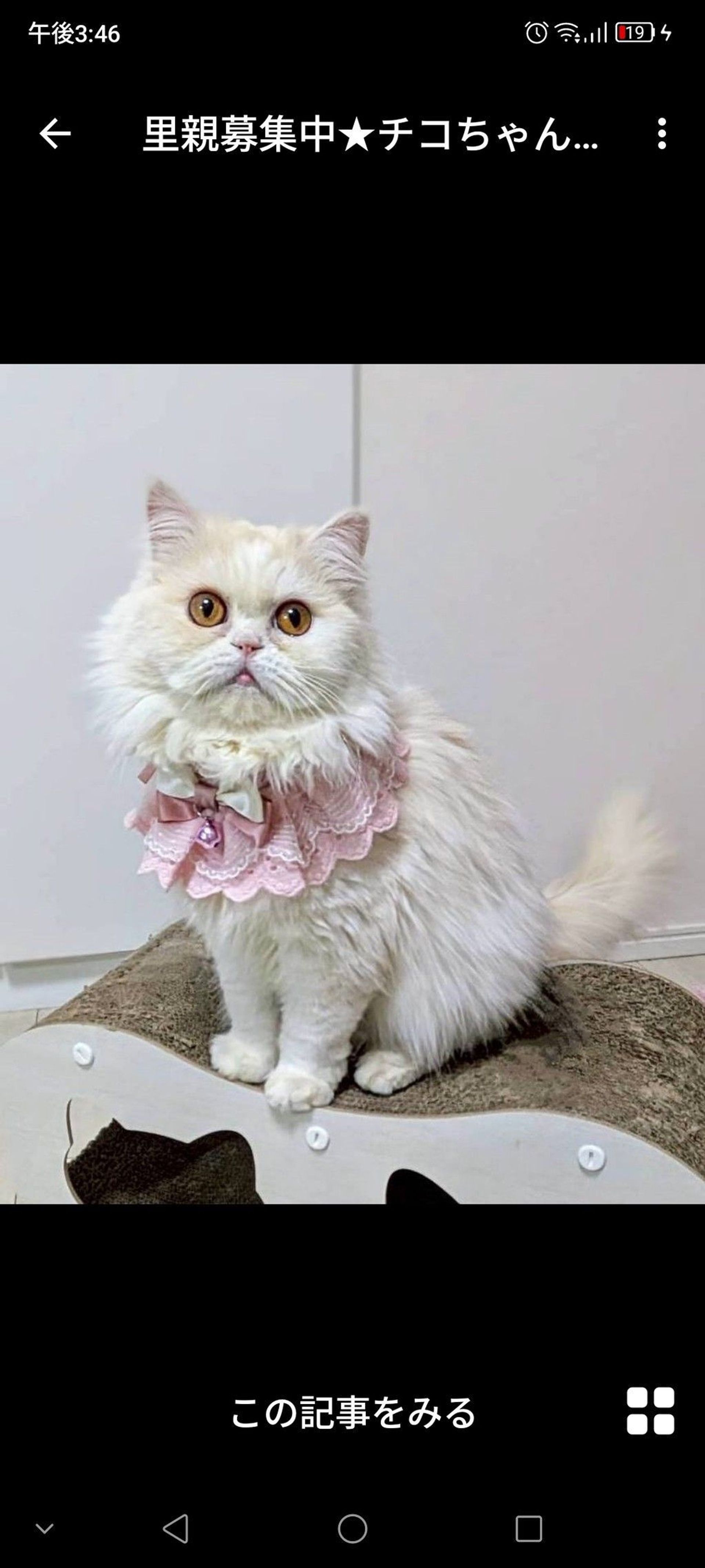 雑種（ミックス猫）・メスの里親募集の写真