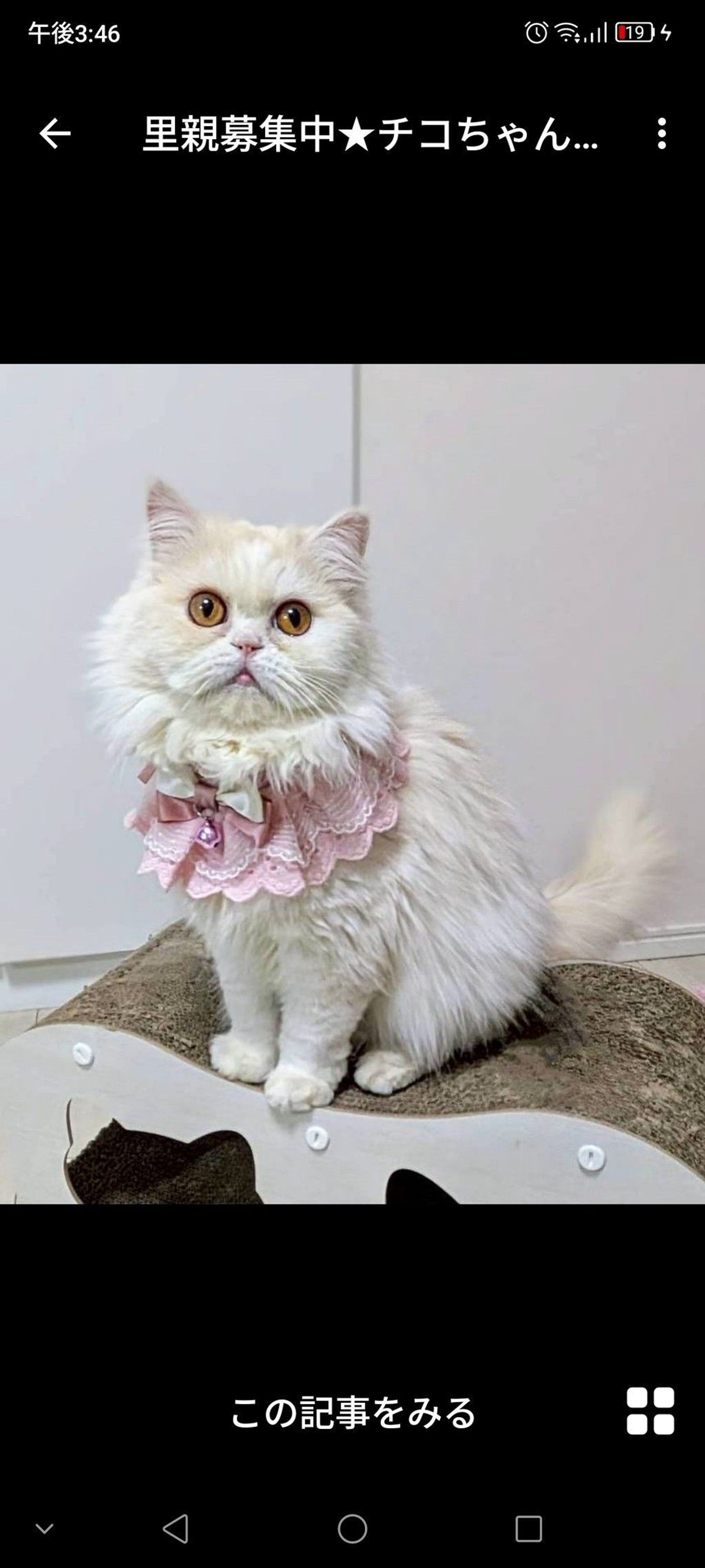 雑種（ミックス猫）・メスの里親募集の写真