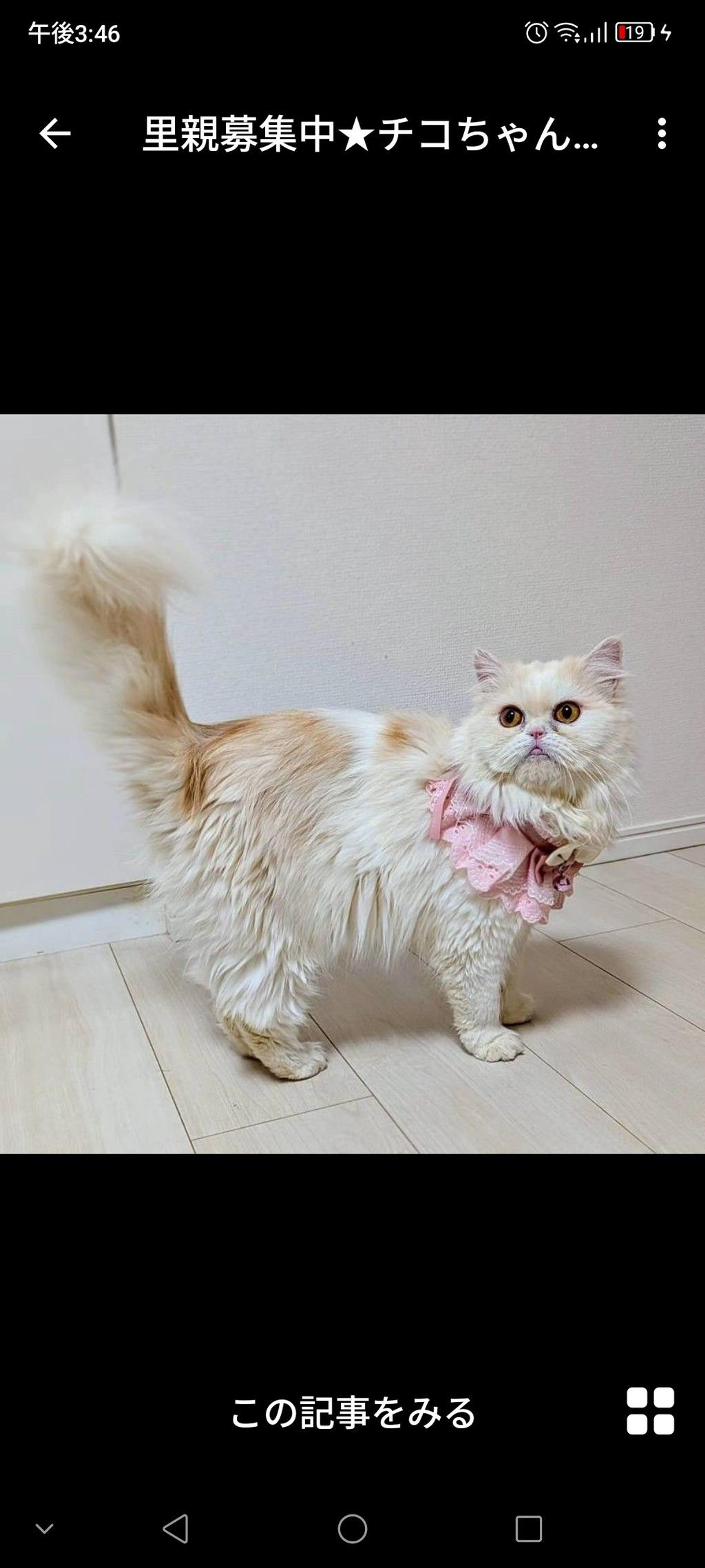 pet-image-3
