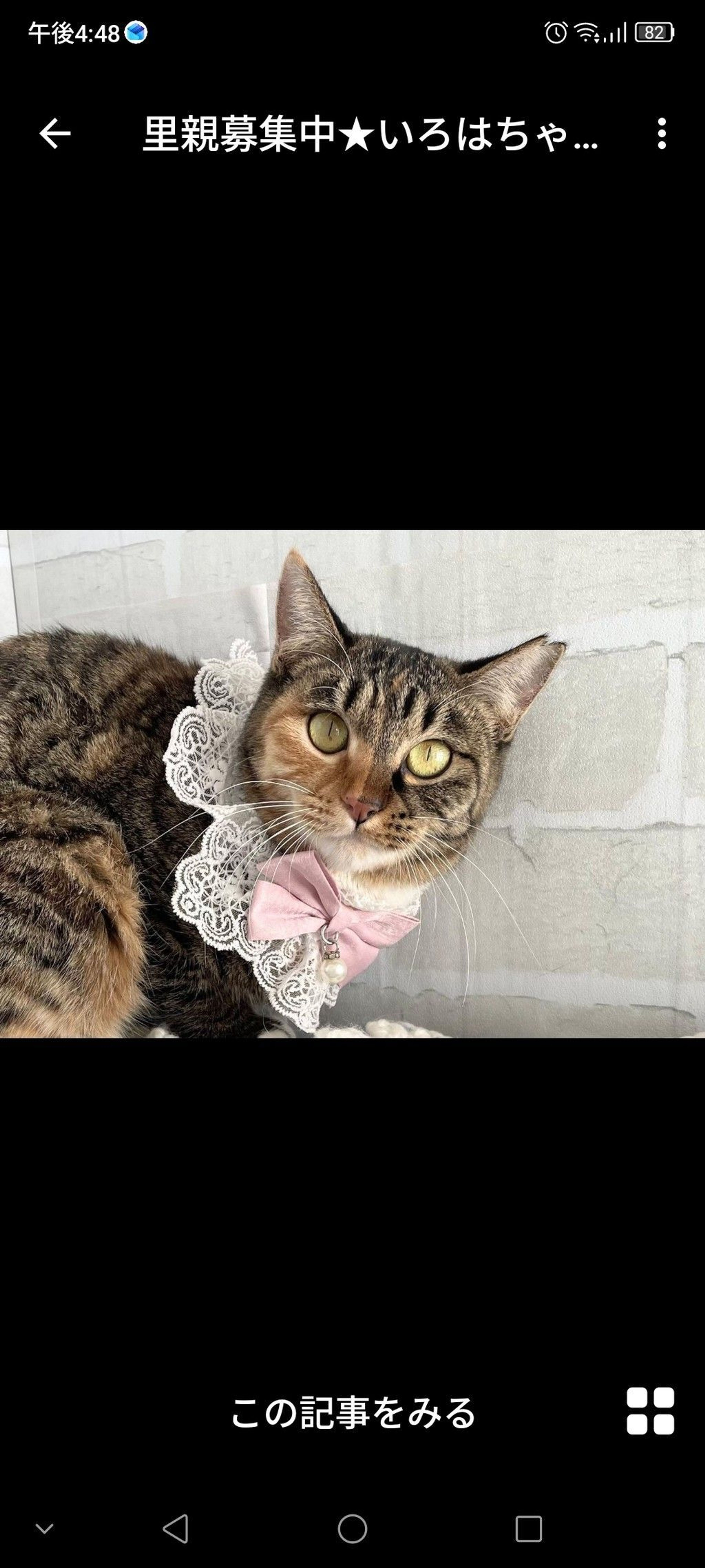 雑種（ミックス猫）・メスの里親募集の写真