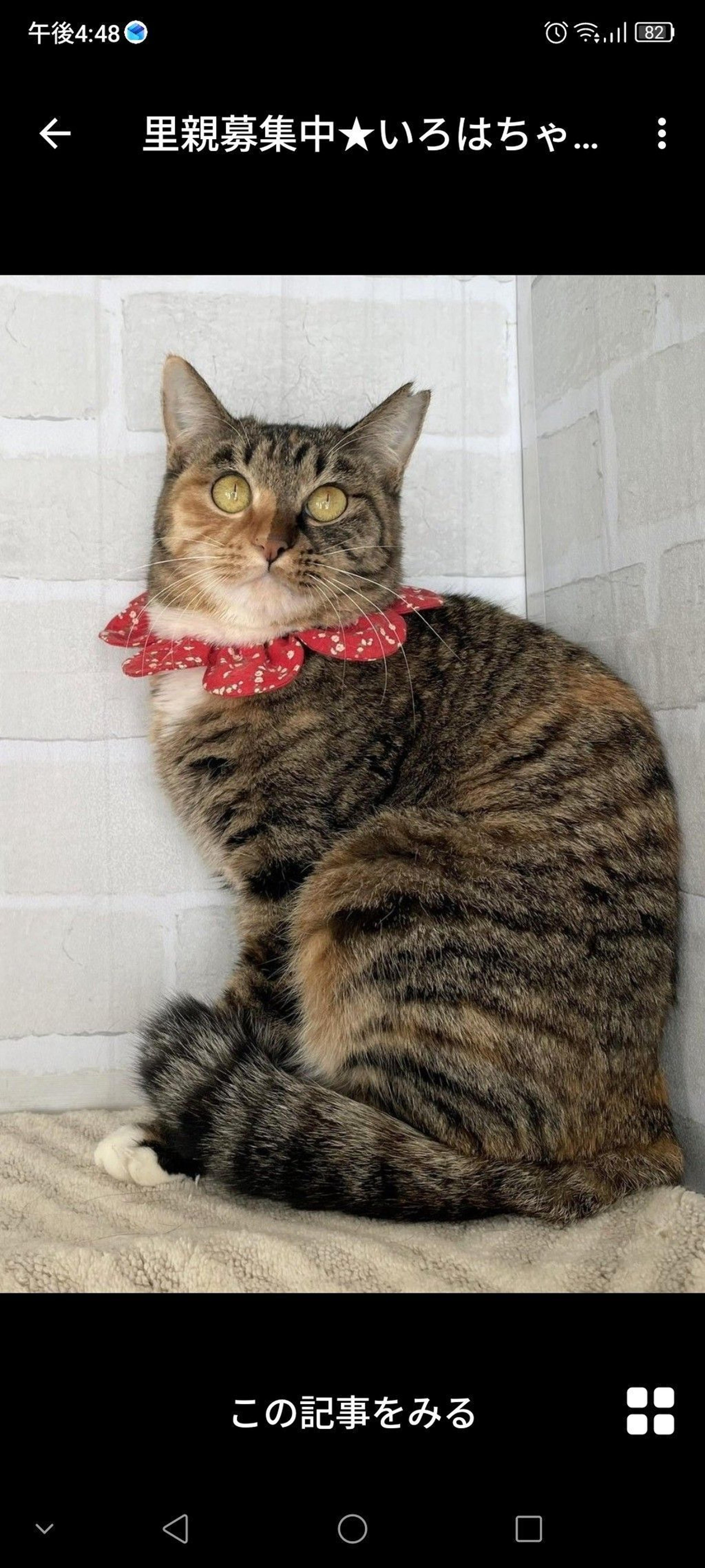 pet-image-2