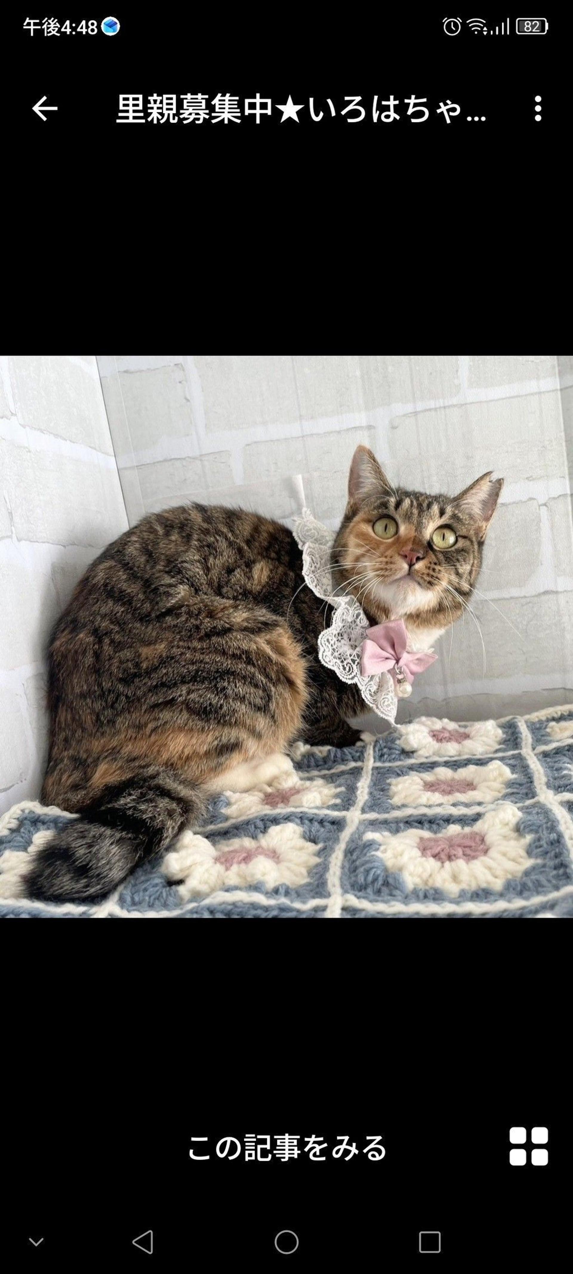 pet-image-3