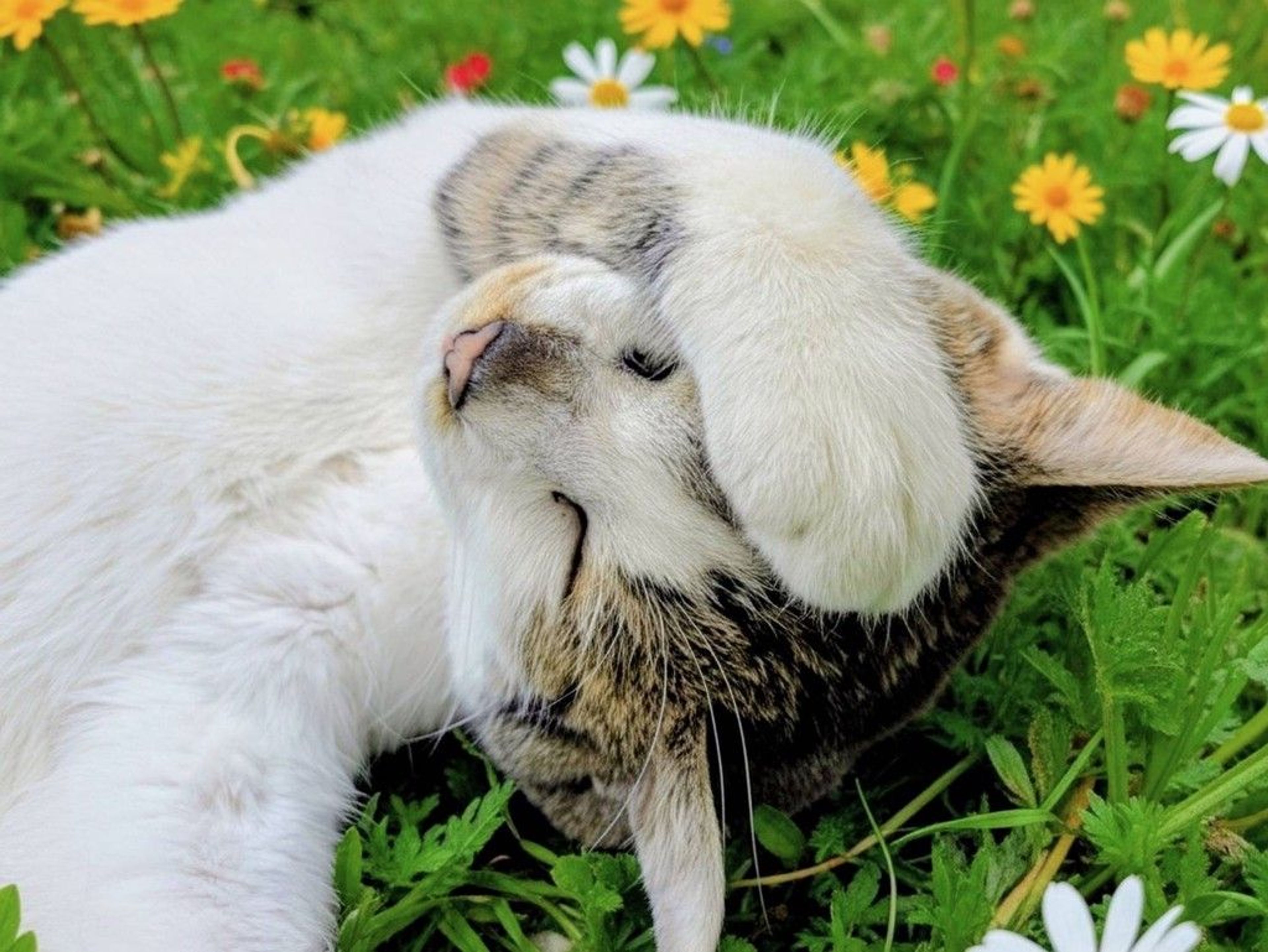 雑種（ミックス猫）・オスの里親募集の写真