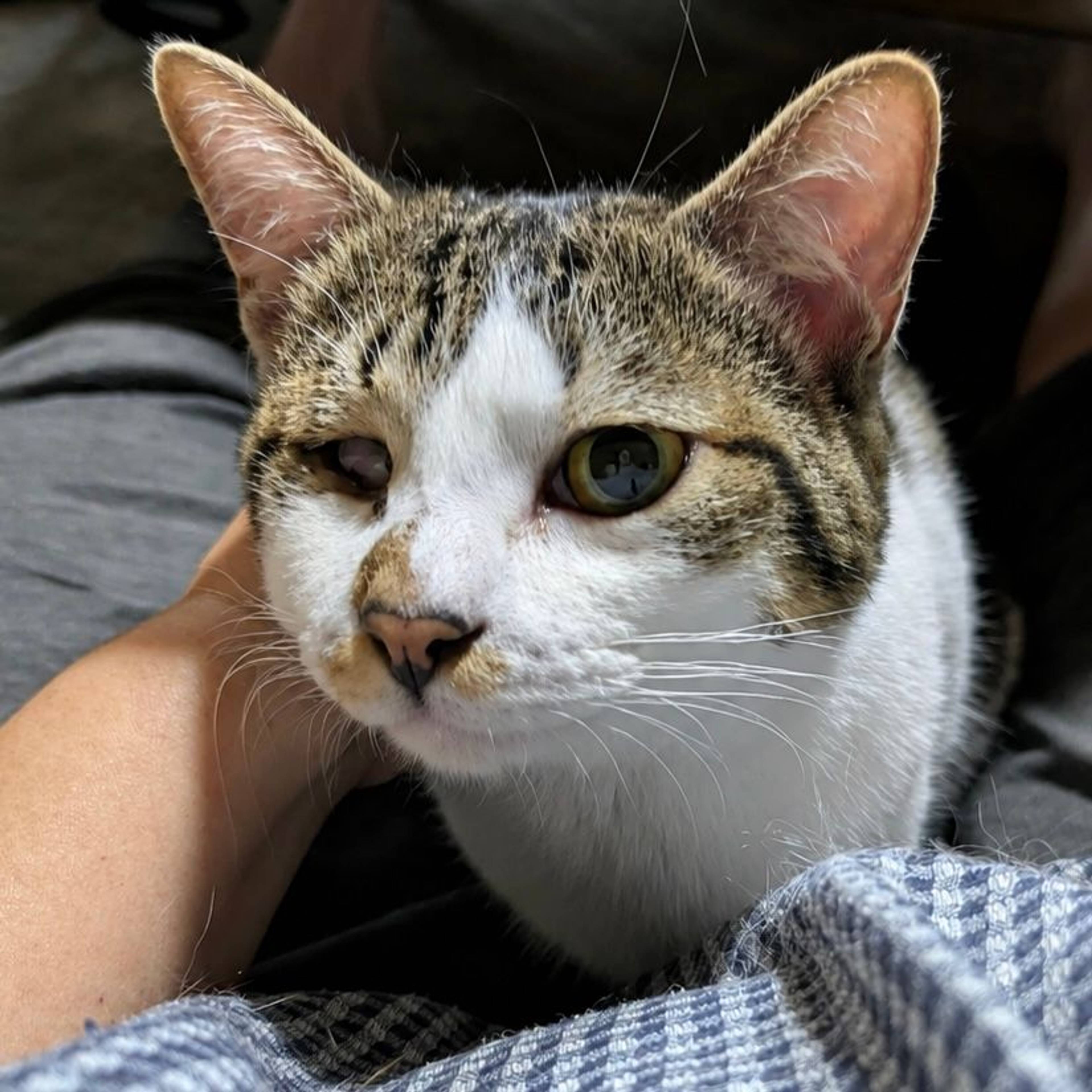 雑種（ミックス猫）・オスの里親募集の写真