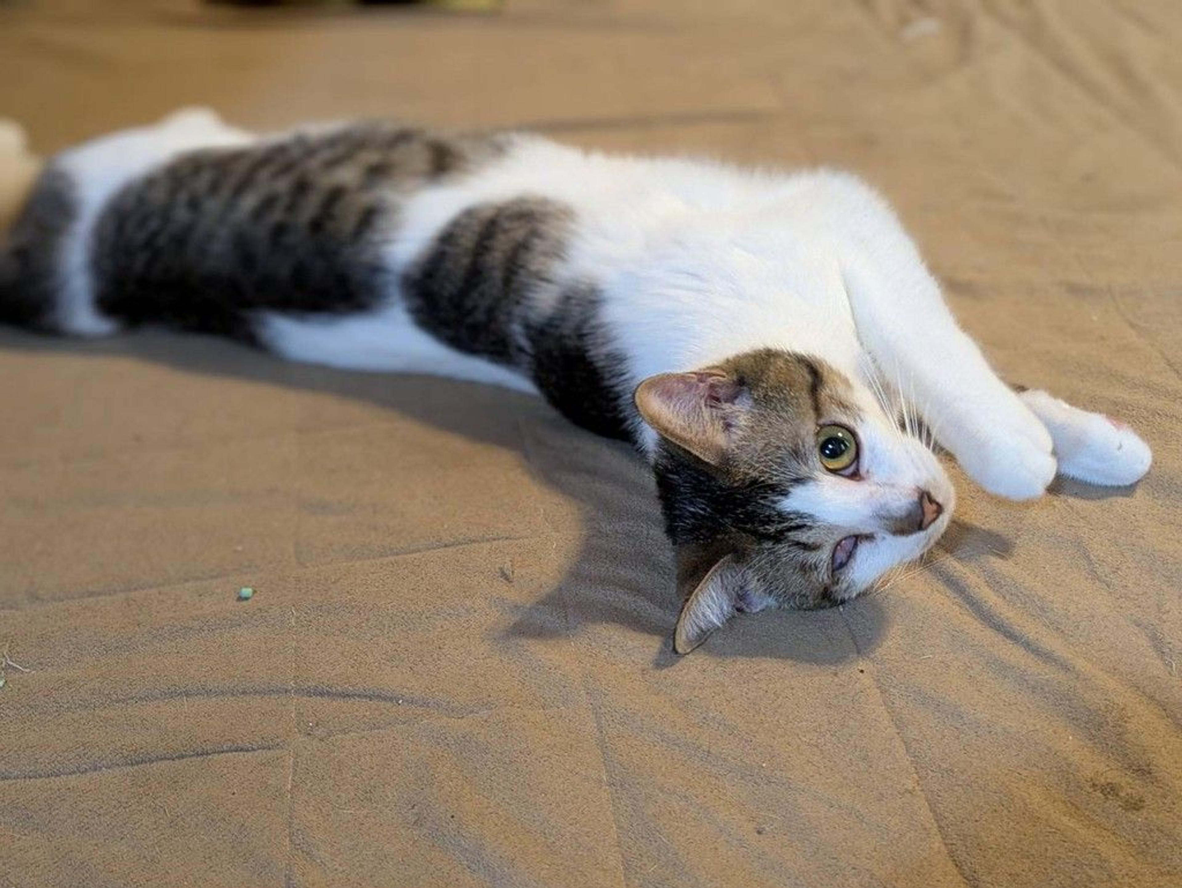 pet-image-2
