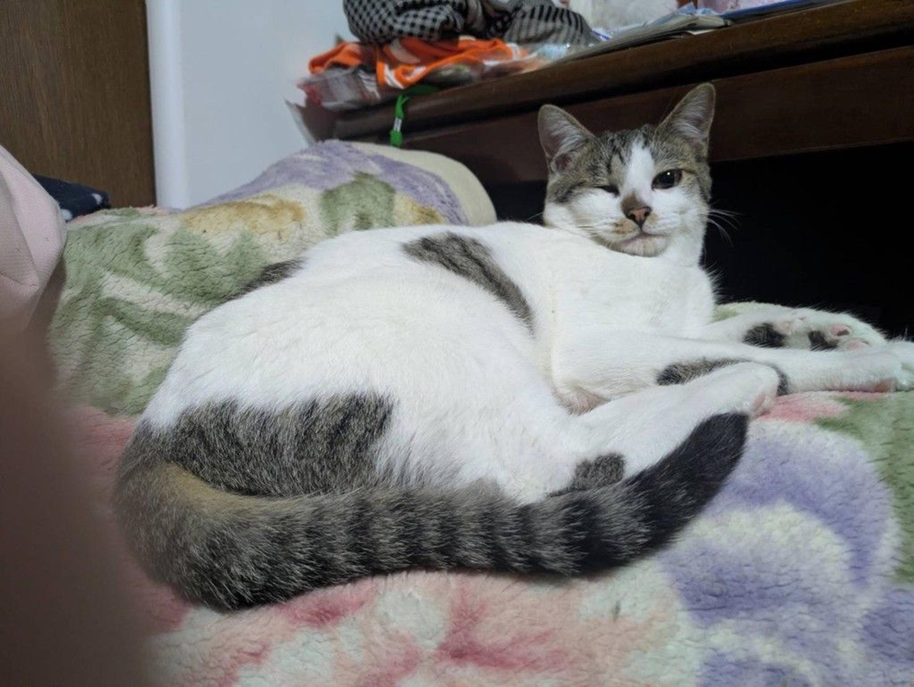 pet-image-3