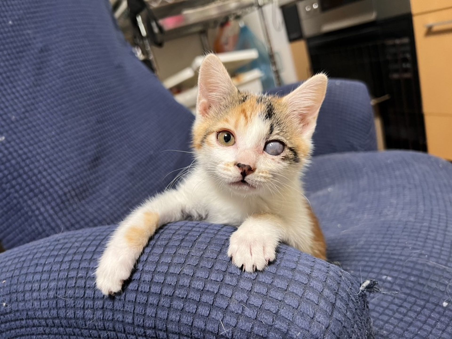 雑種（ミックス猫）・メスの里親募集の写真