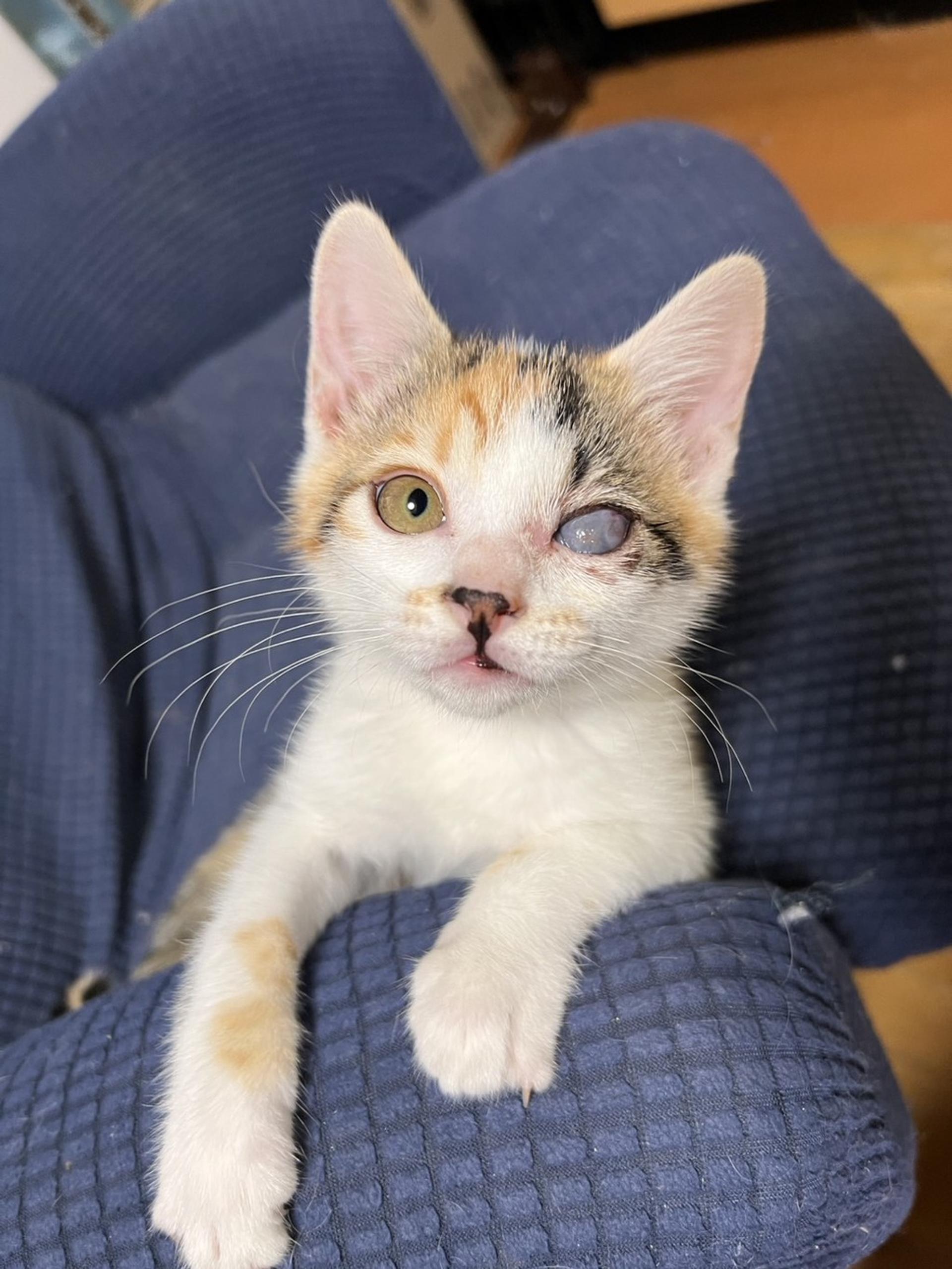 pet-image-3
