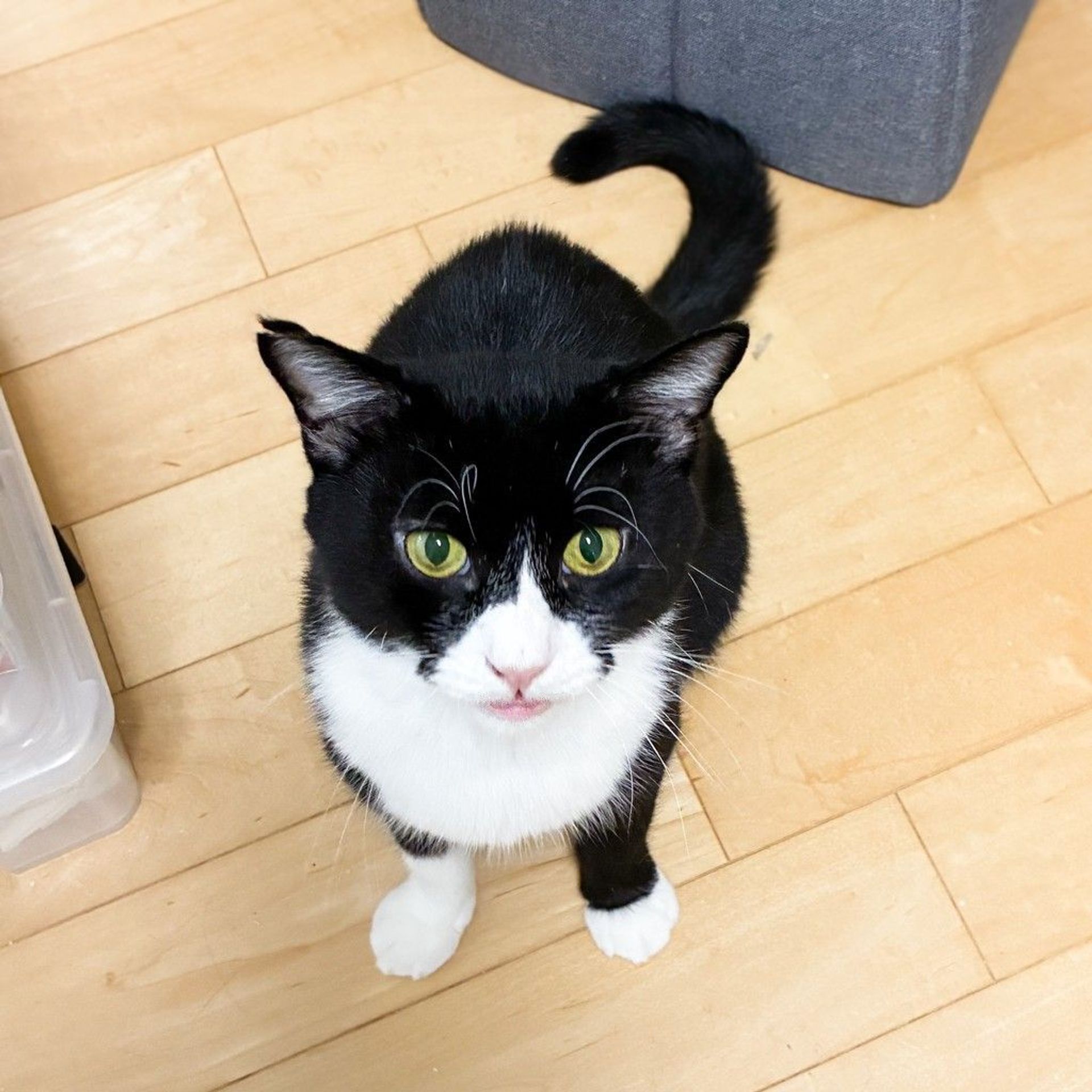 雑種（ミックス猫）・オスの里親募集の写真