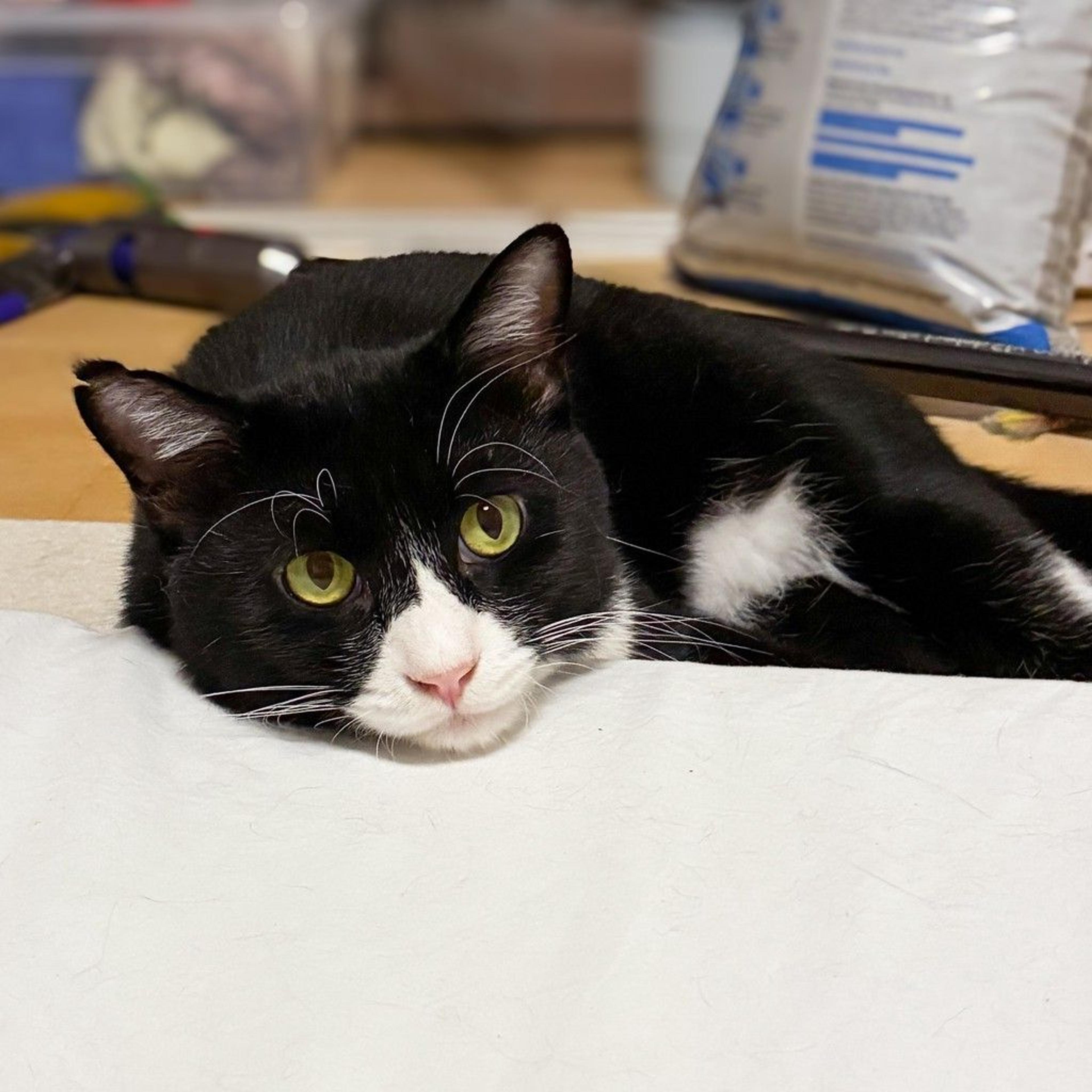 pet-image-2