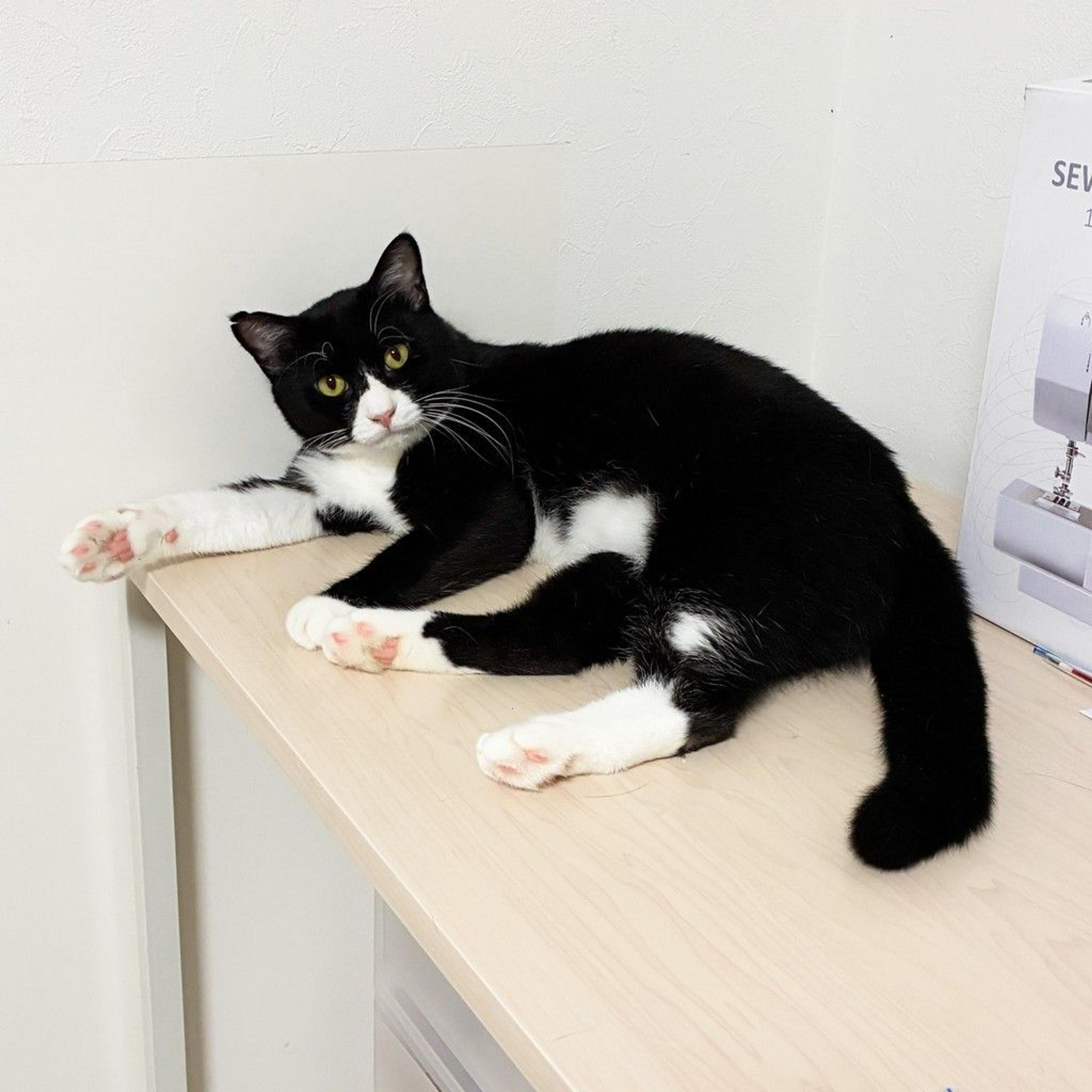 pet-image-3