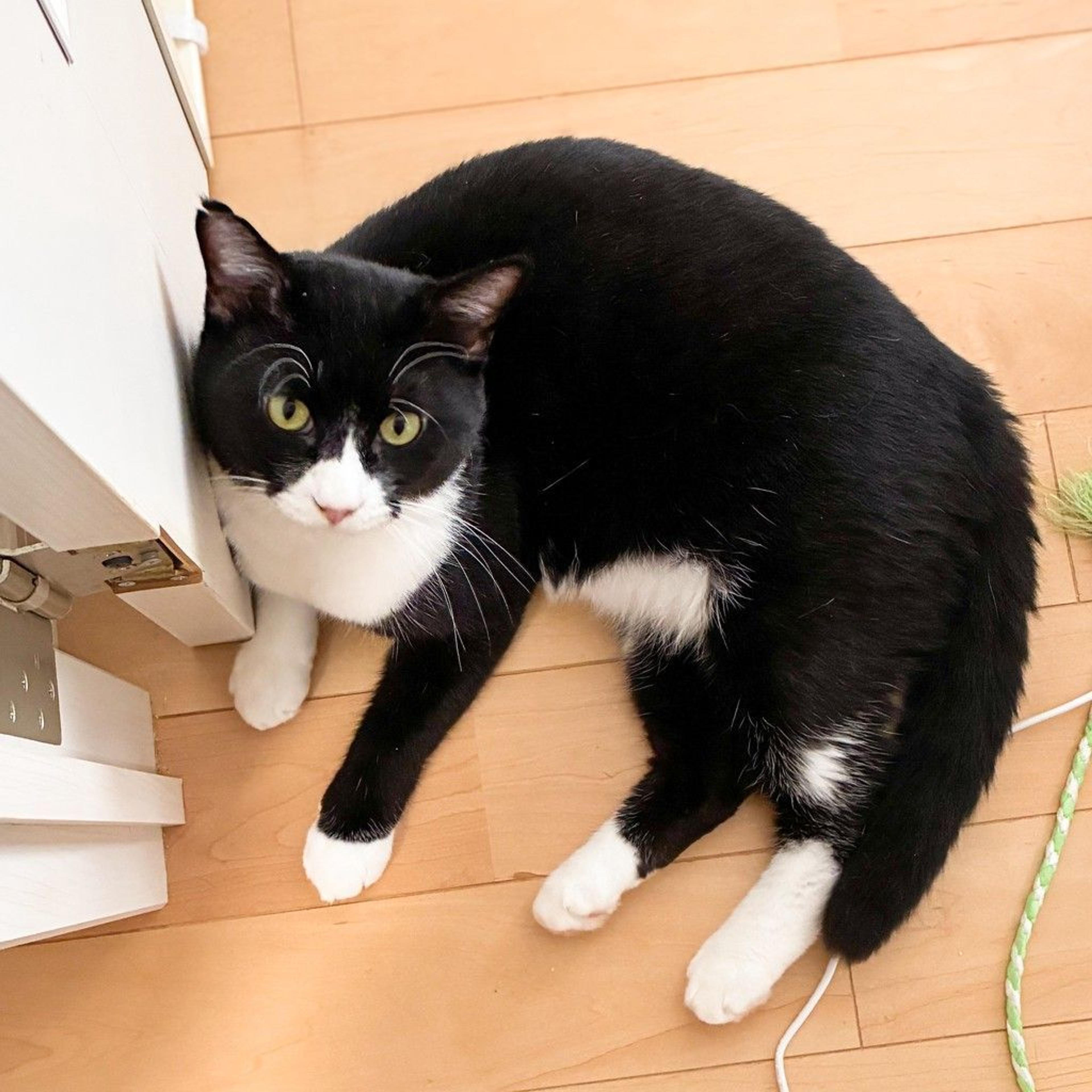 pet-image-4