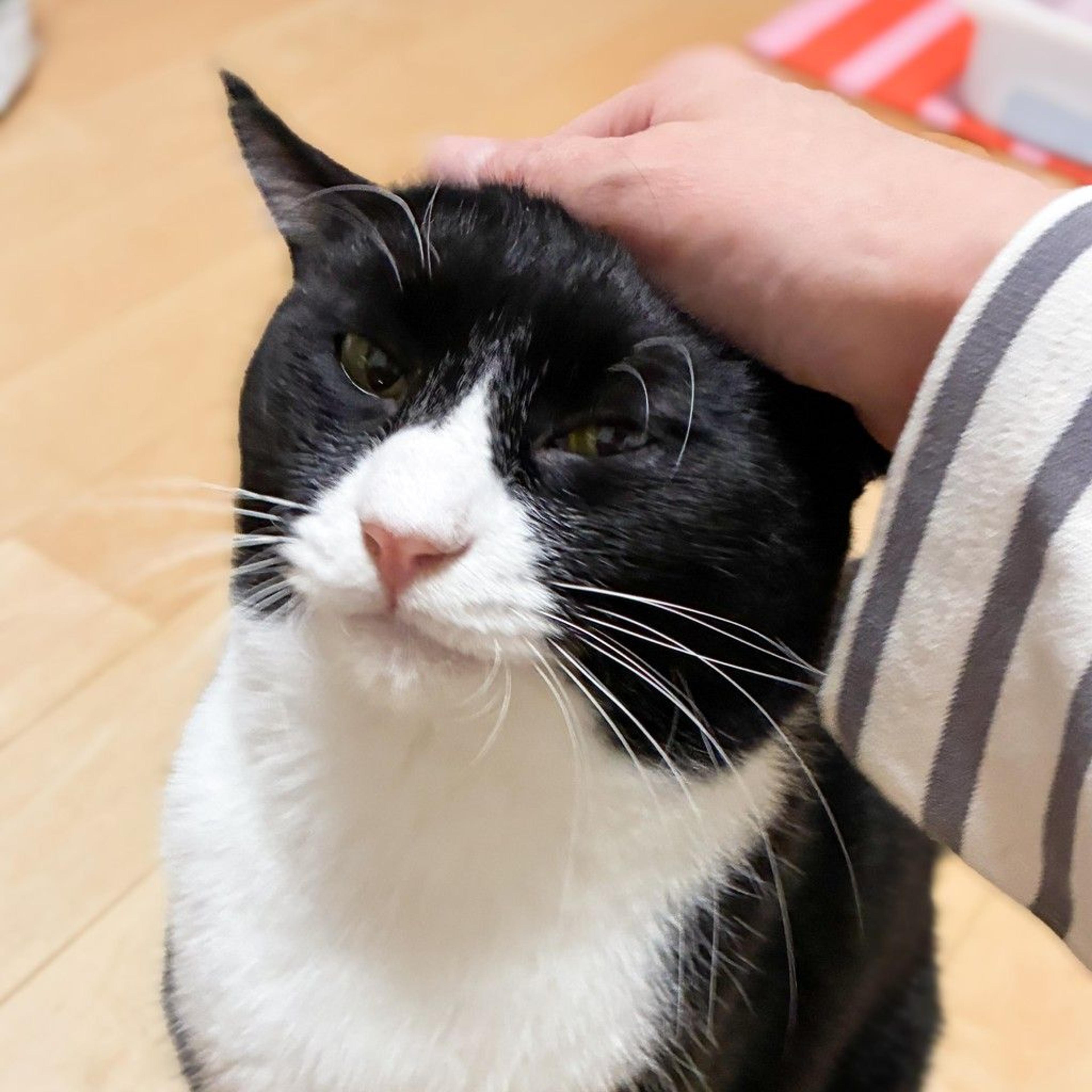 pet-image-5