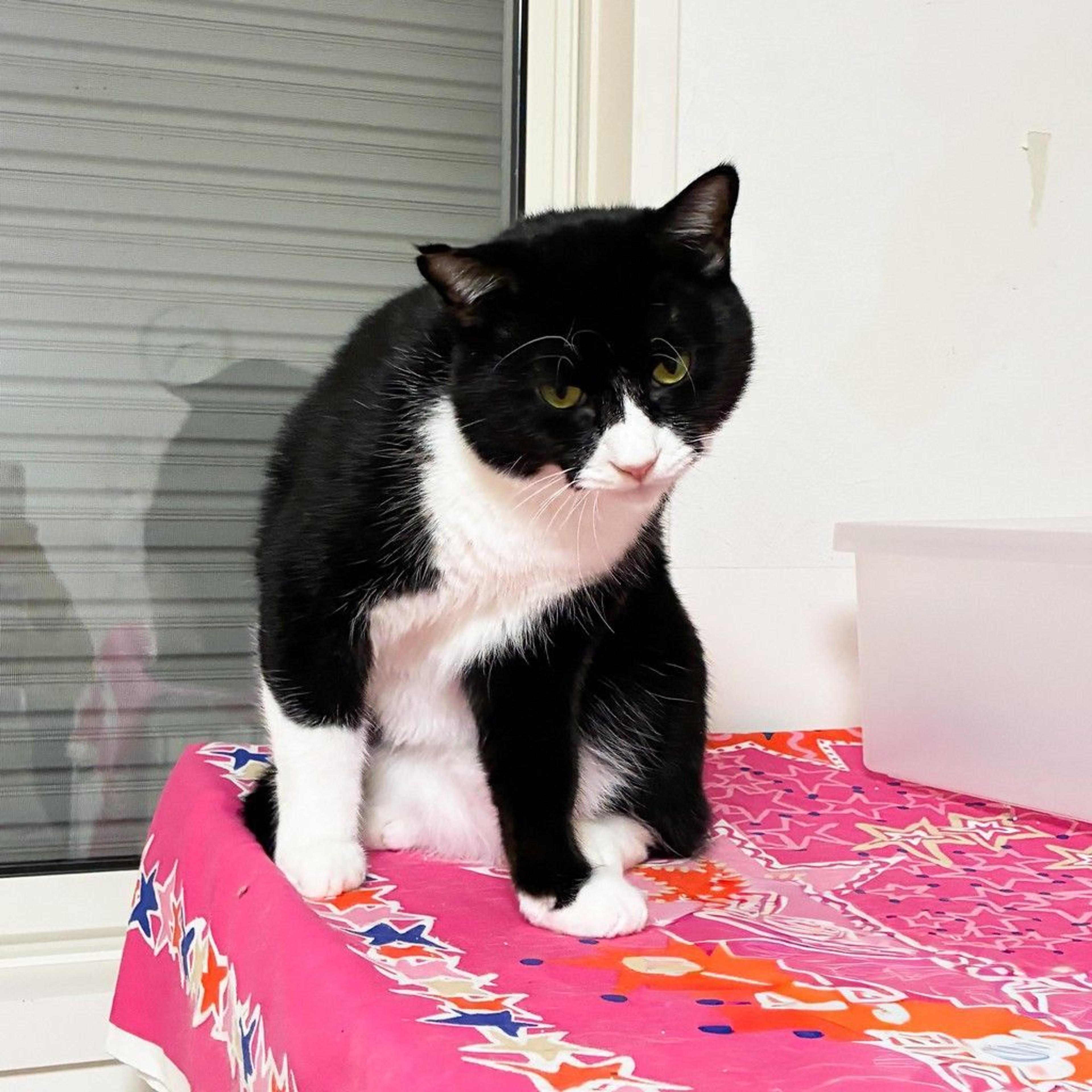pet-image-6