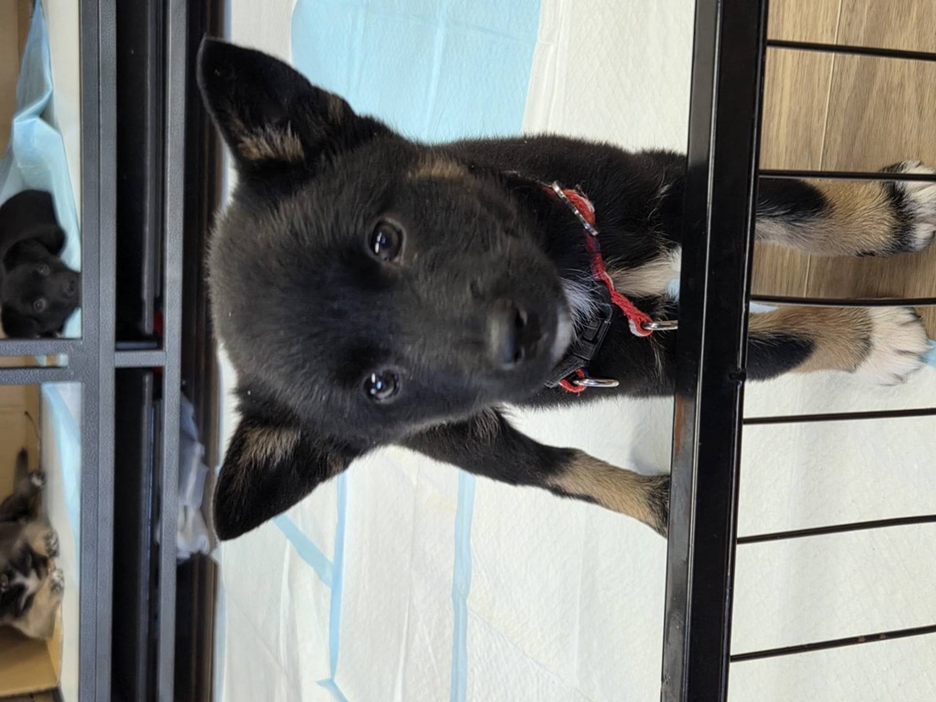 雑種（ミックス犬）・メスの里親募集の写真