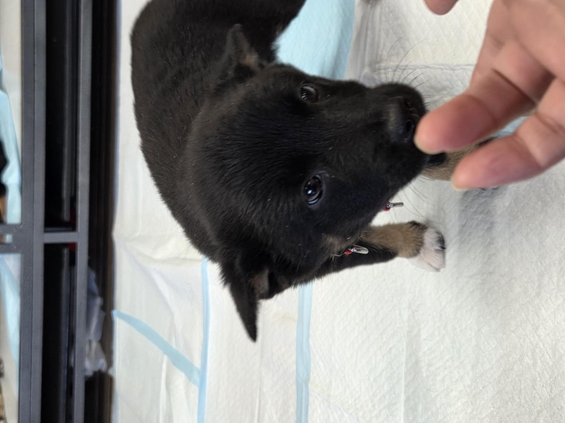pet-image-3
