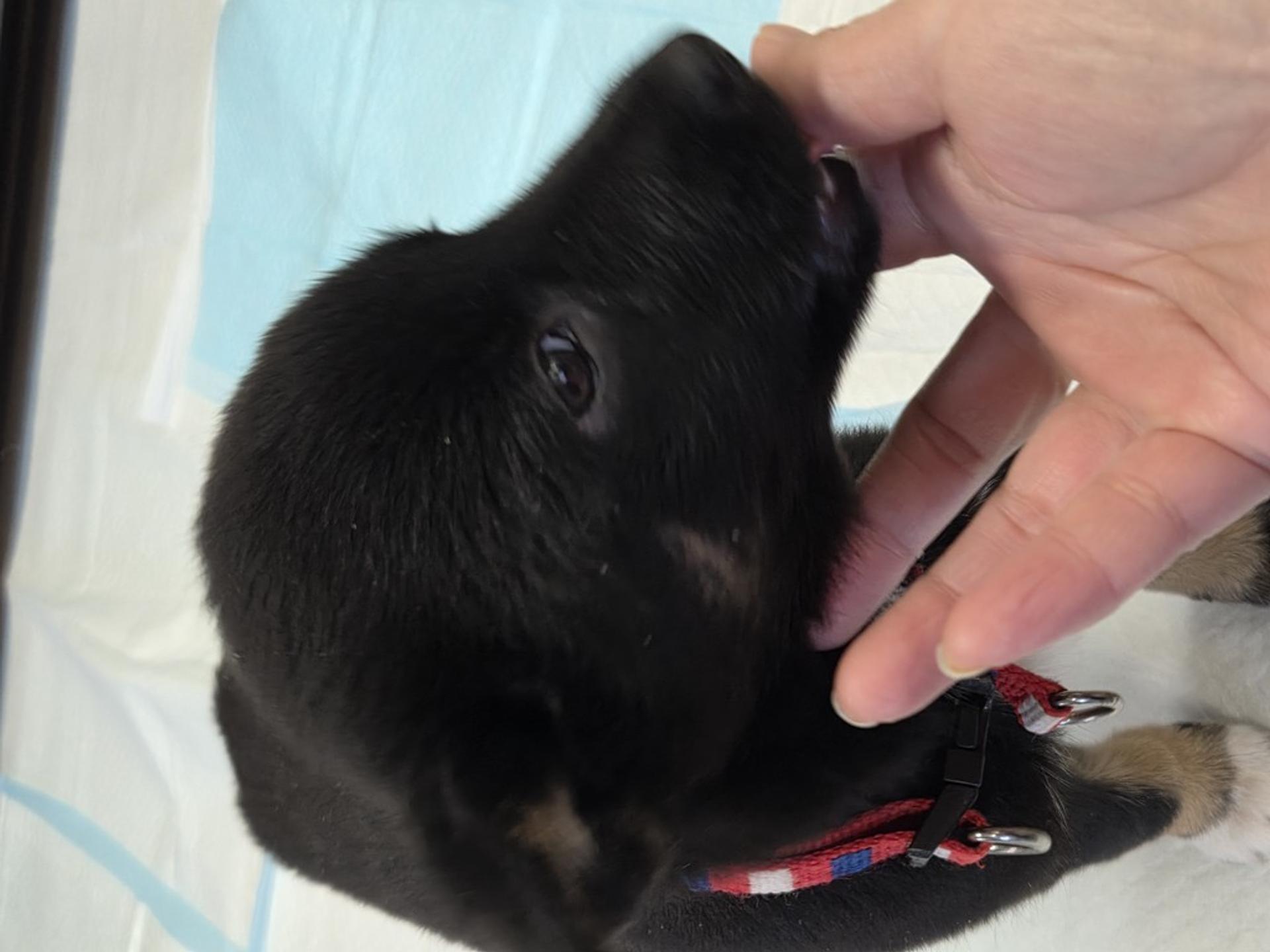 pet-image-4