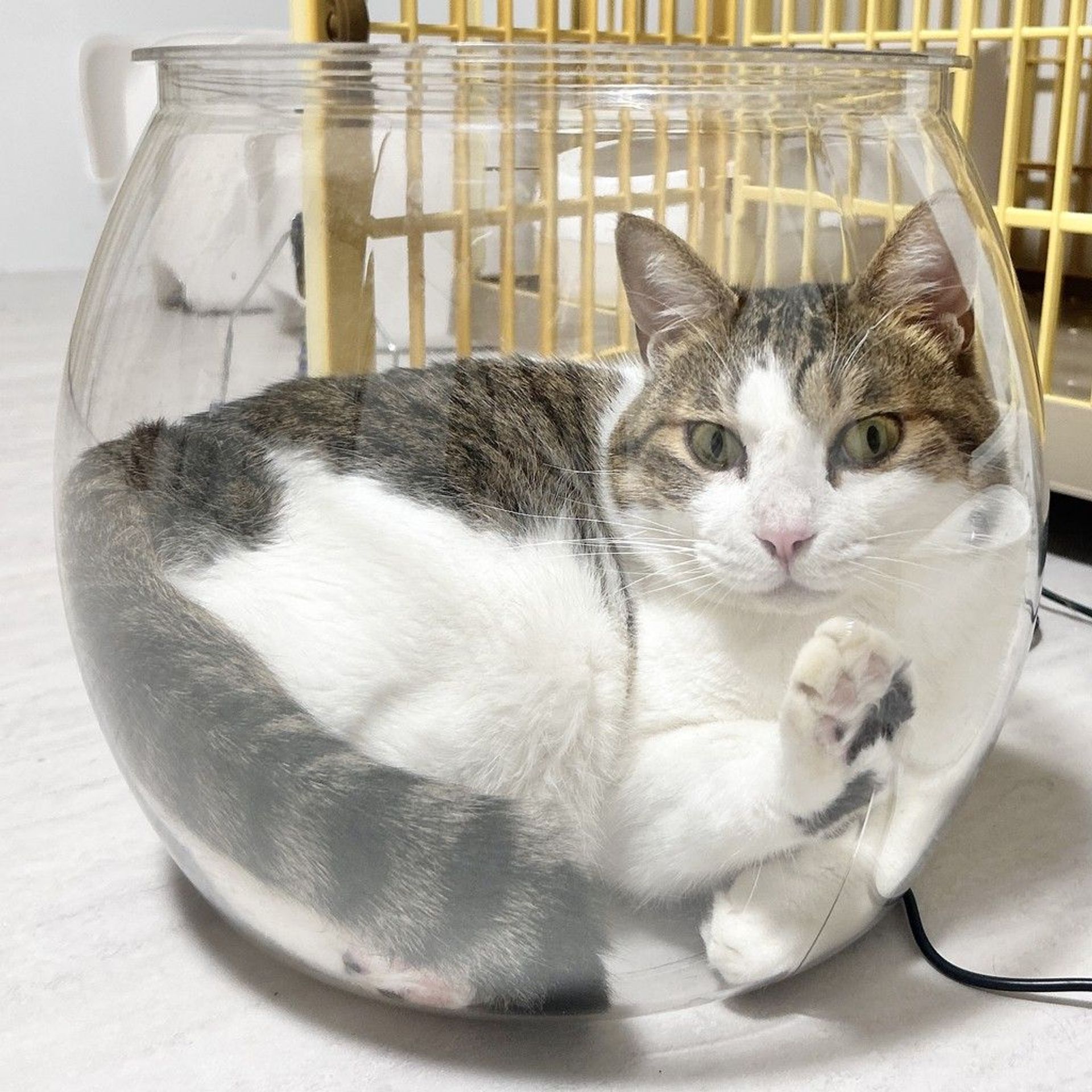 雑種（ミックス猫）・オスの里親募集の写真