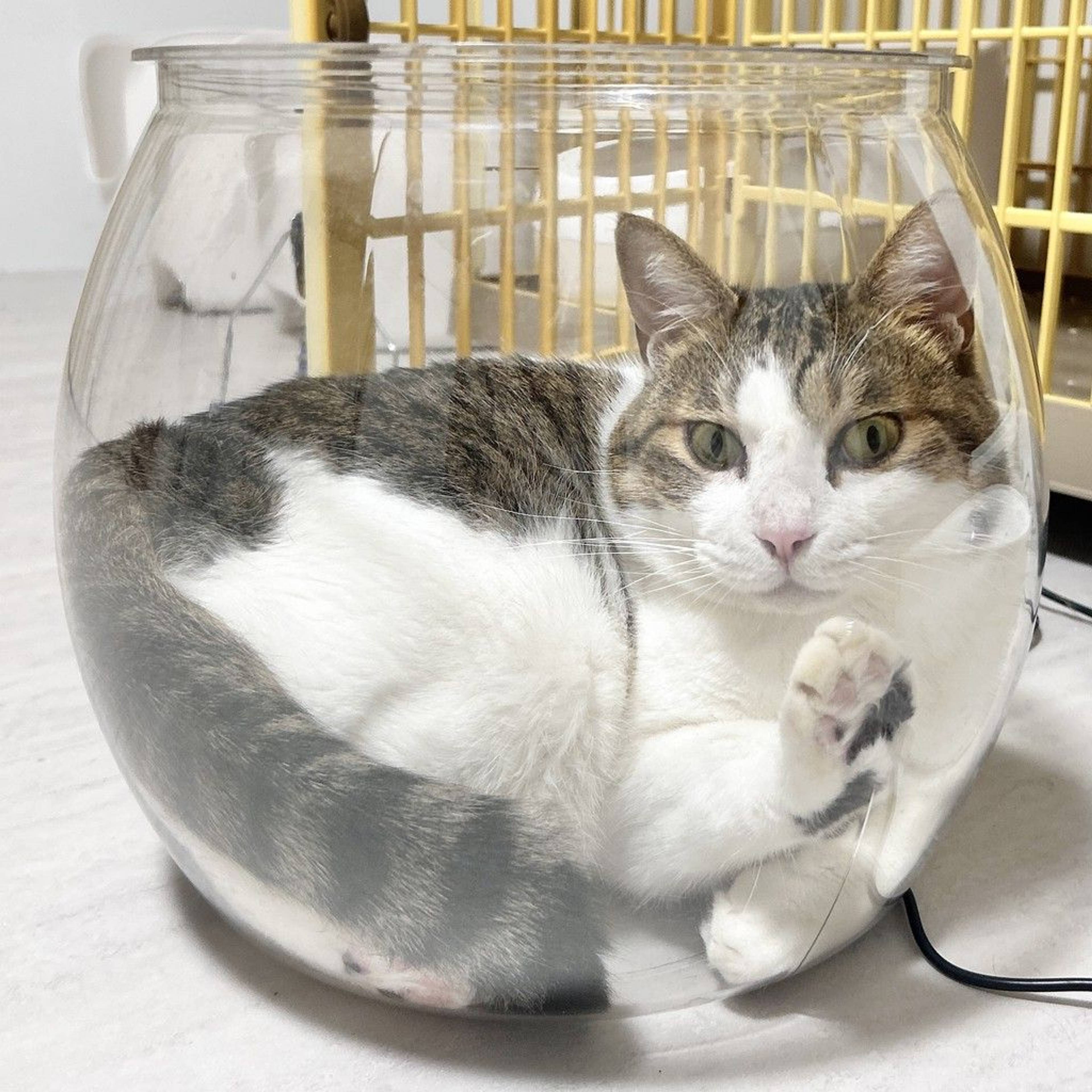 雑種（ミックス猫）・オスの里親募集の写真